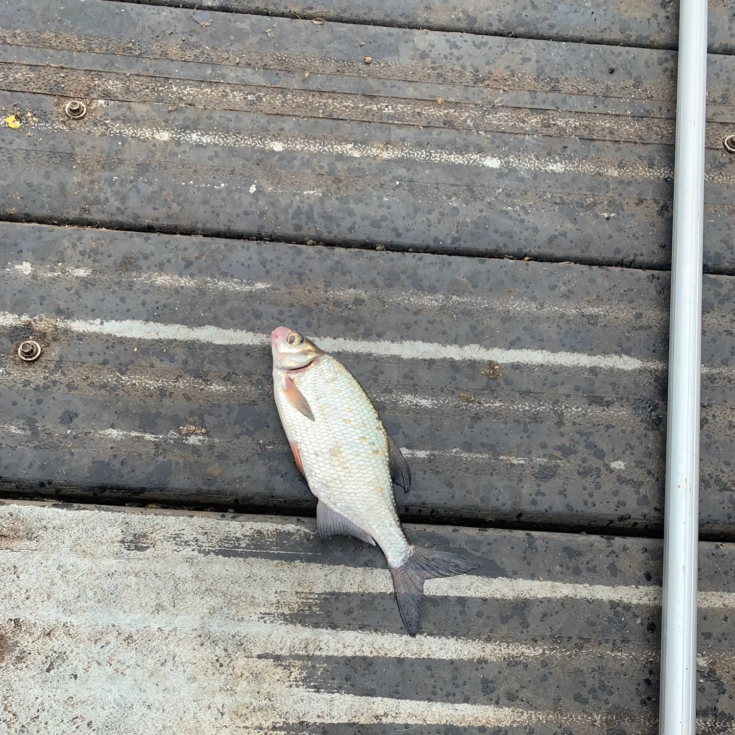 angler catch