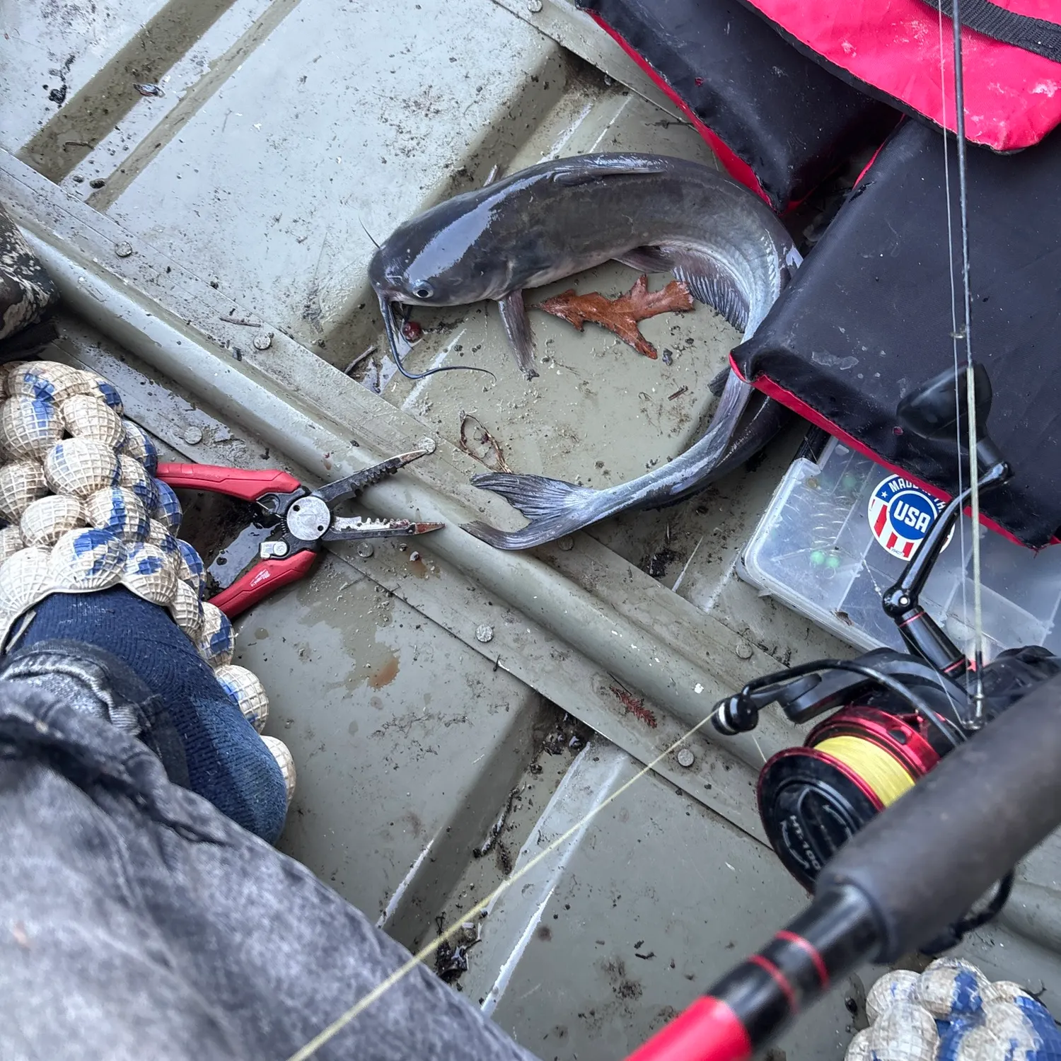 Blue catfish caught on Fishbrain