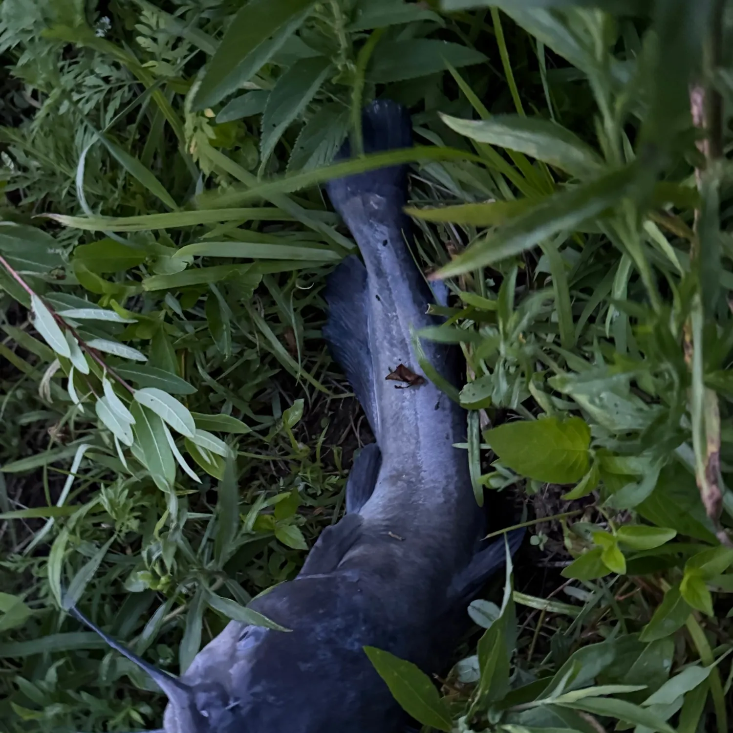 The most recent Amur catfish catches on Fishbrain