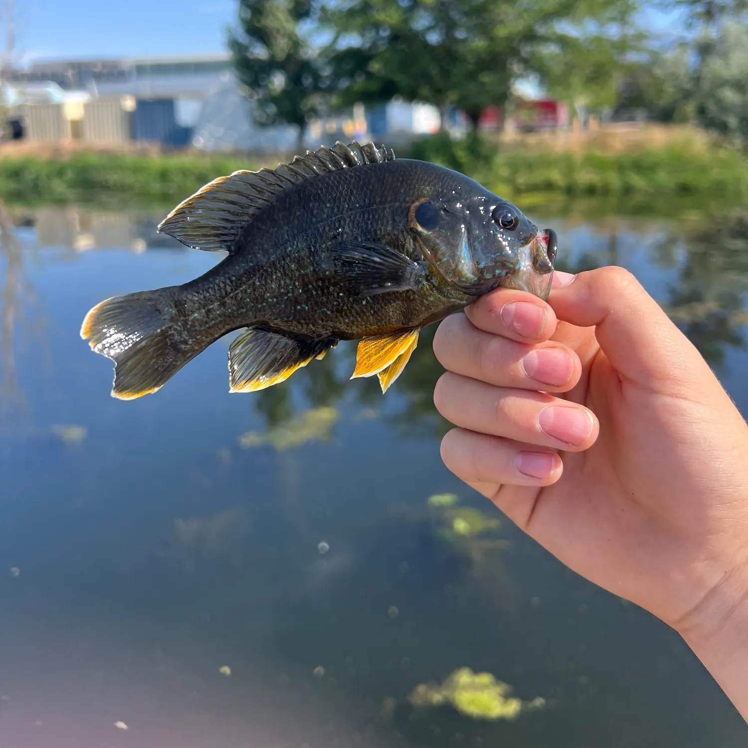 catch