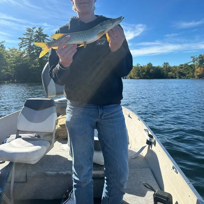 Northern pike caught on Fishbrain