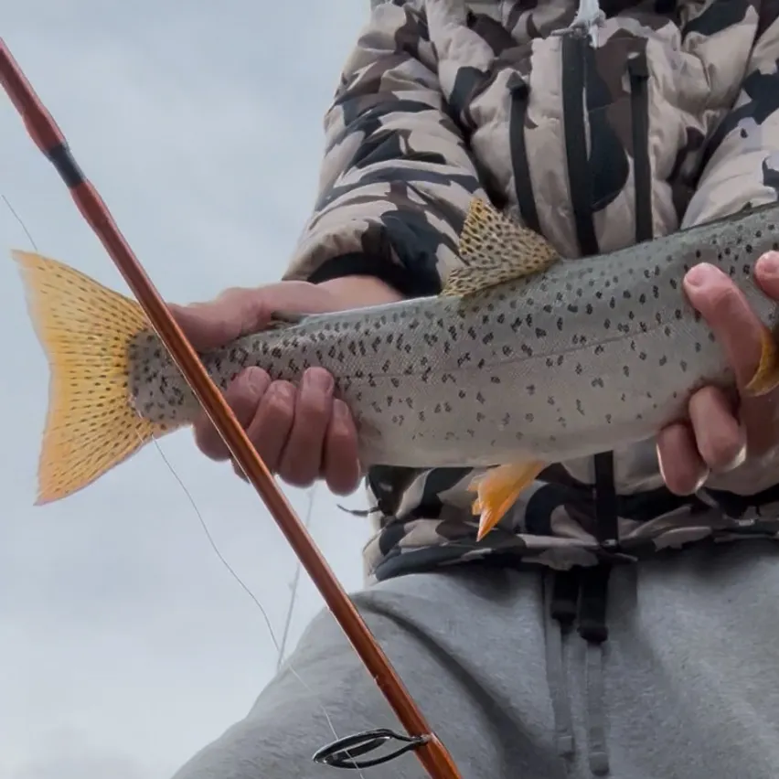 Cutthroat trout caught on Fishbrain