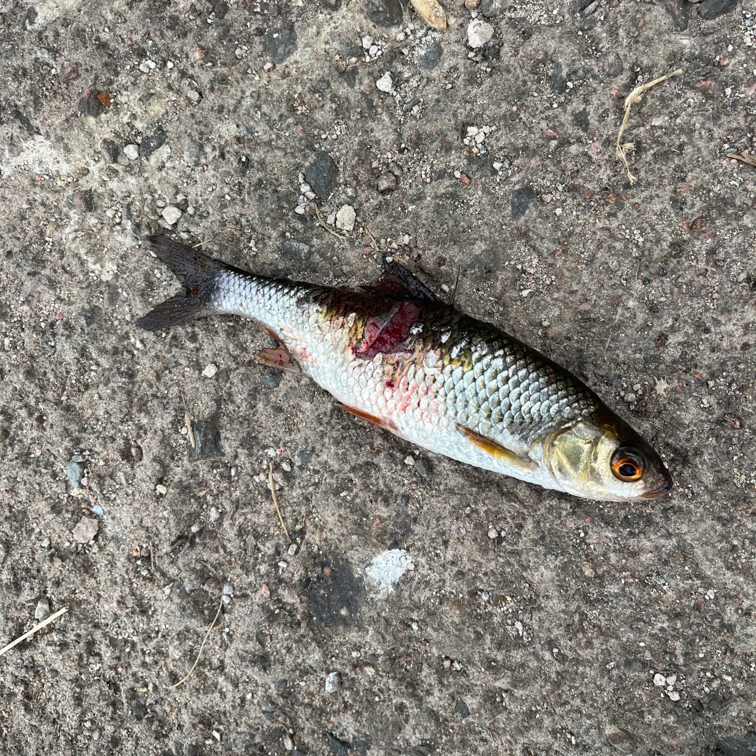 Common roach caught on Fishbrain