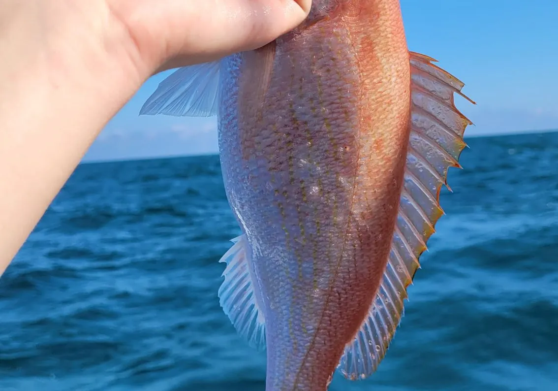 Vermilion snapper