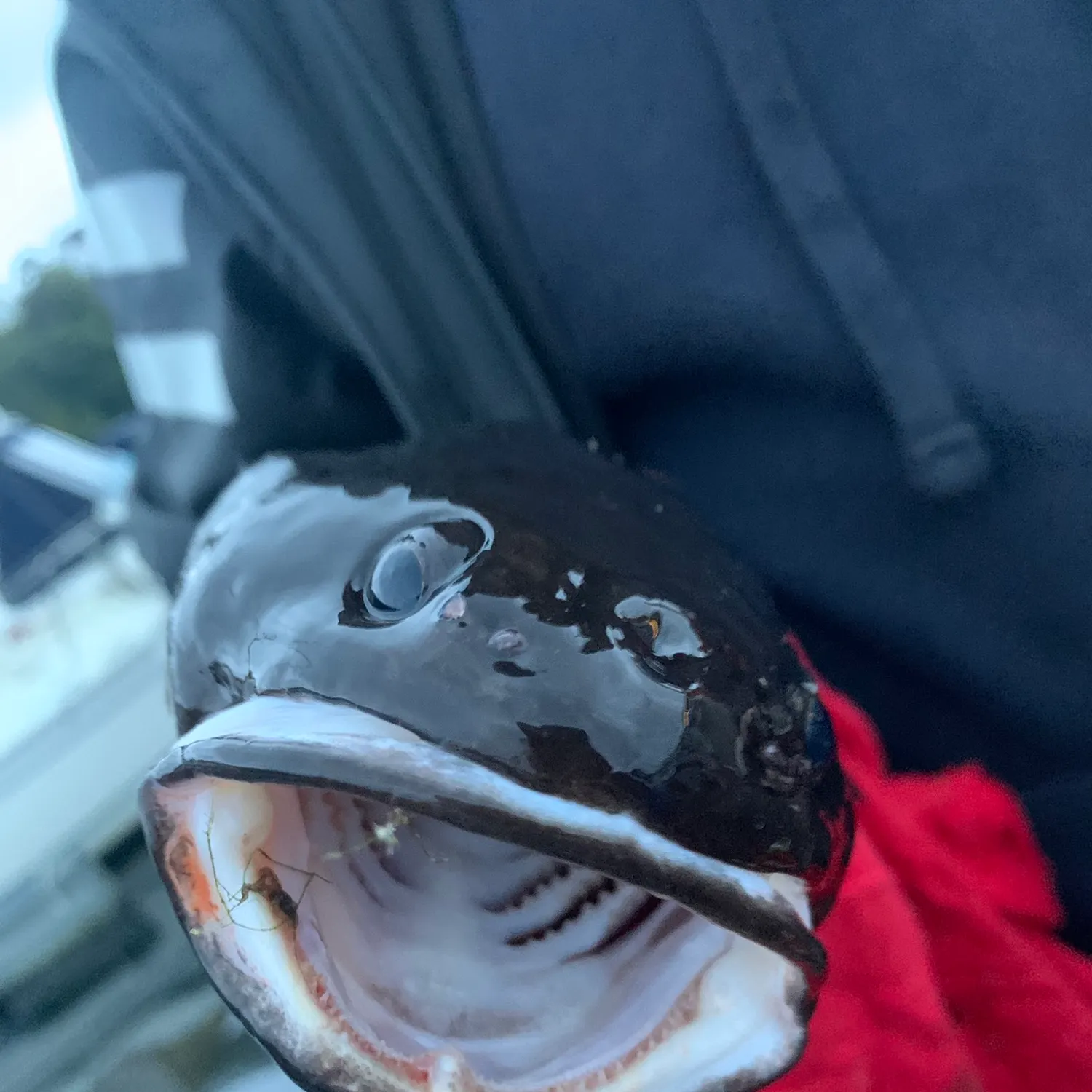 The most recent Tadpole fish catches on Fishbrain