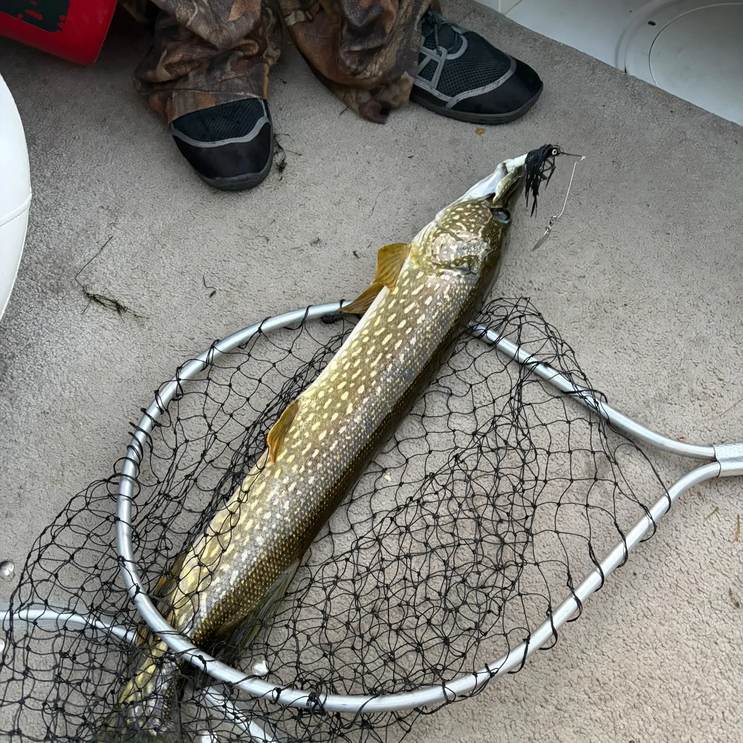 Northern pike caught on Fishbrain