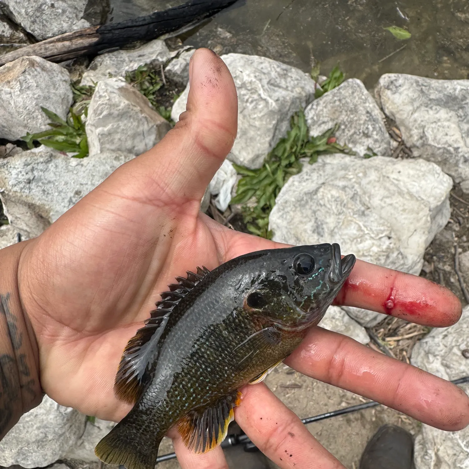 catch