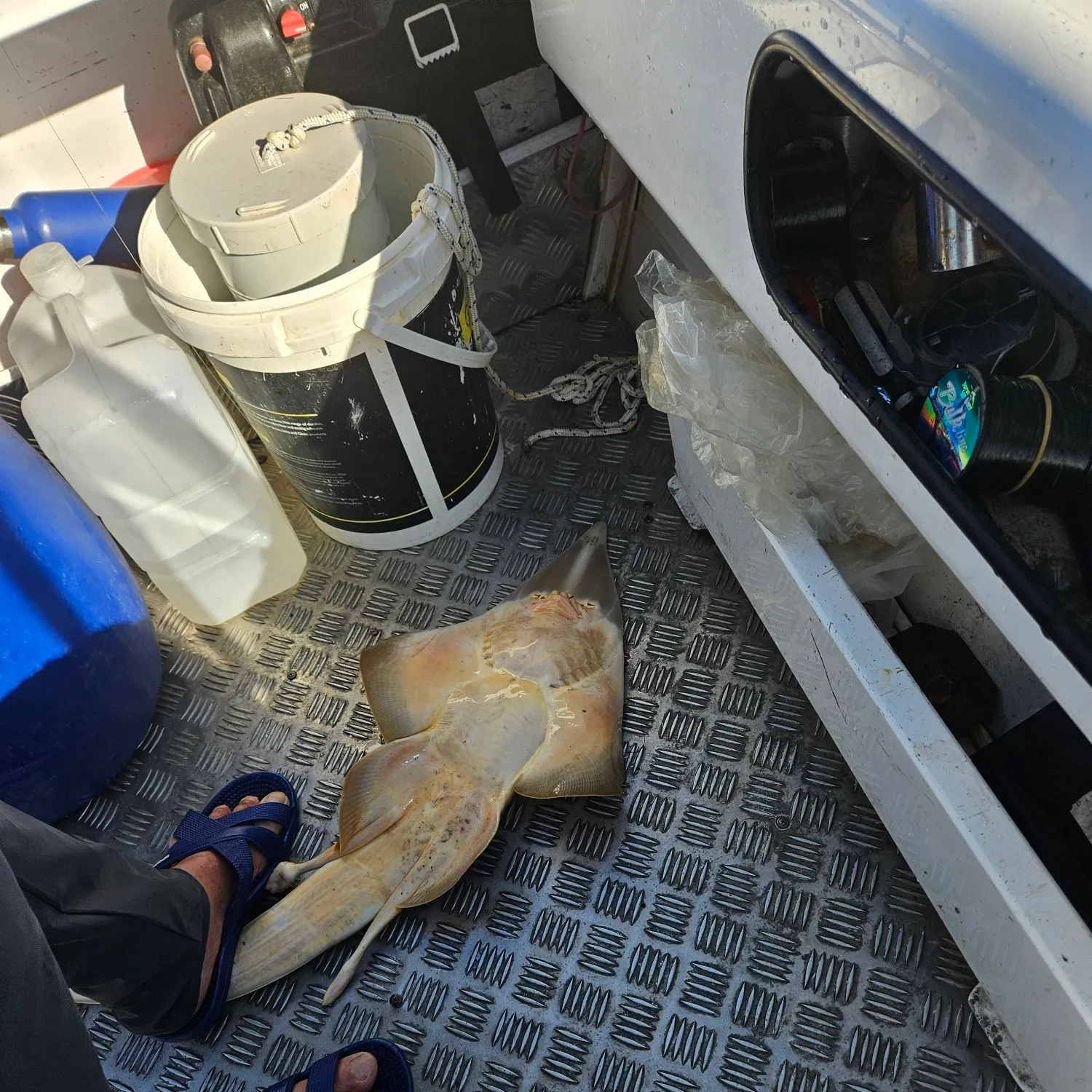 The most recent Blue skate catches on Fishbrain