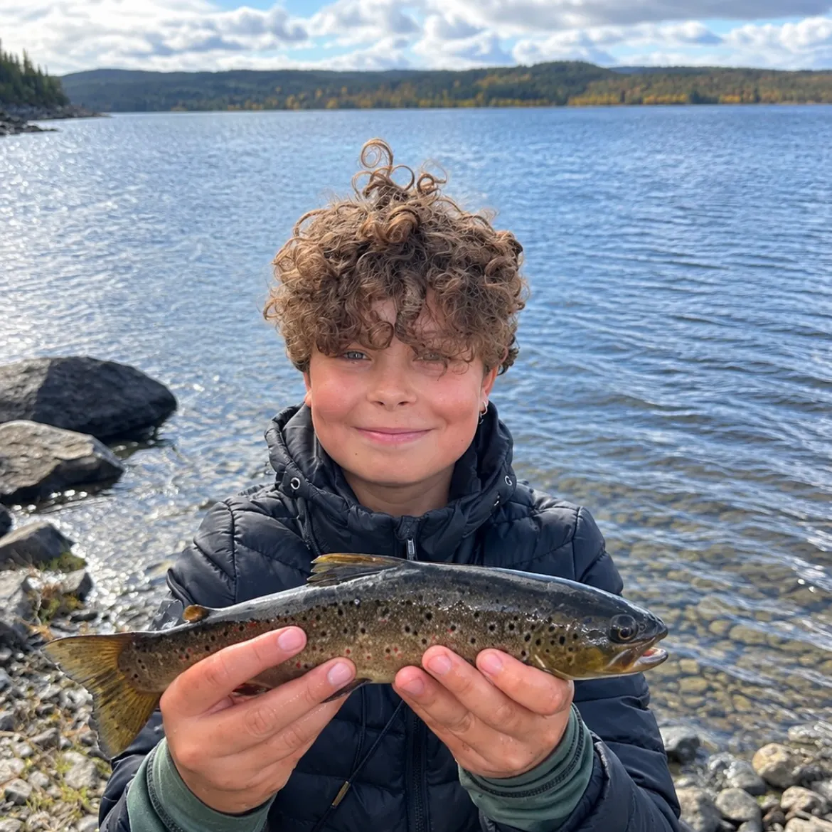 The most recent Lake trout catches on Fishbrain