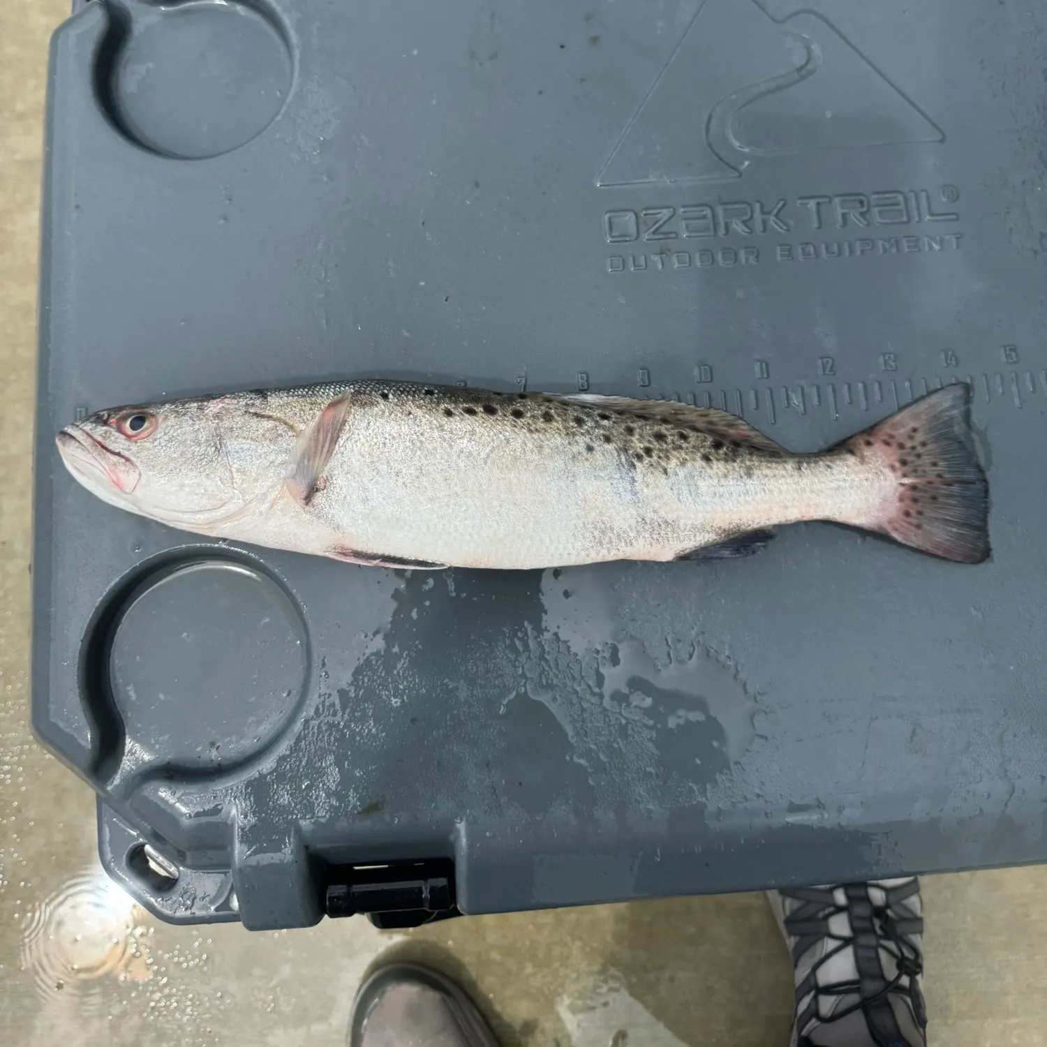 The most recent Spotted seatrout catches on Fishbrain