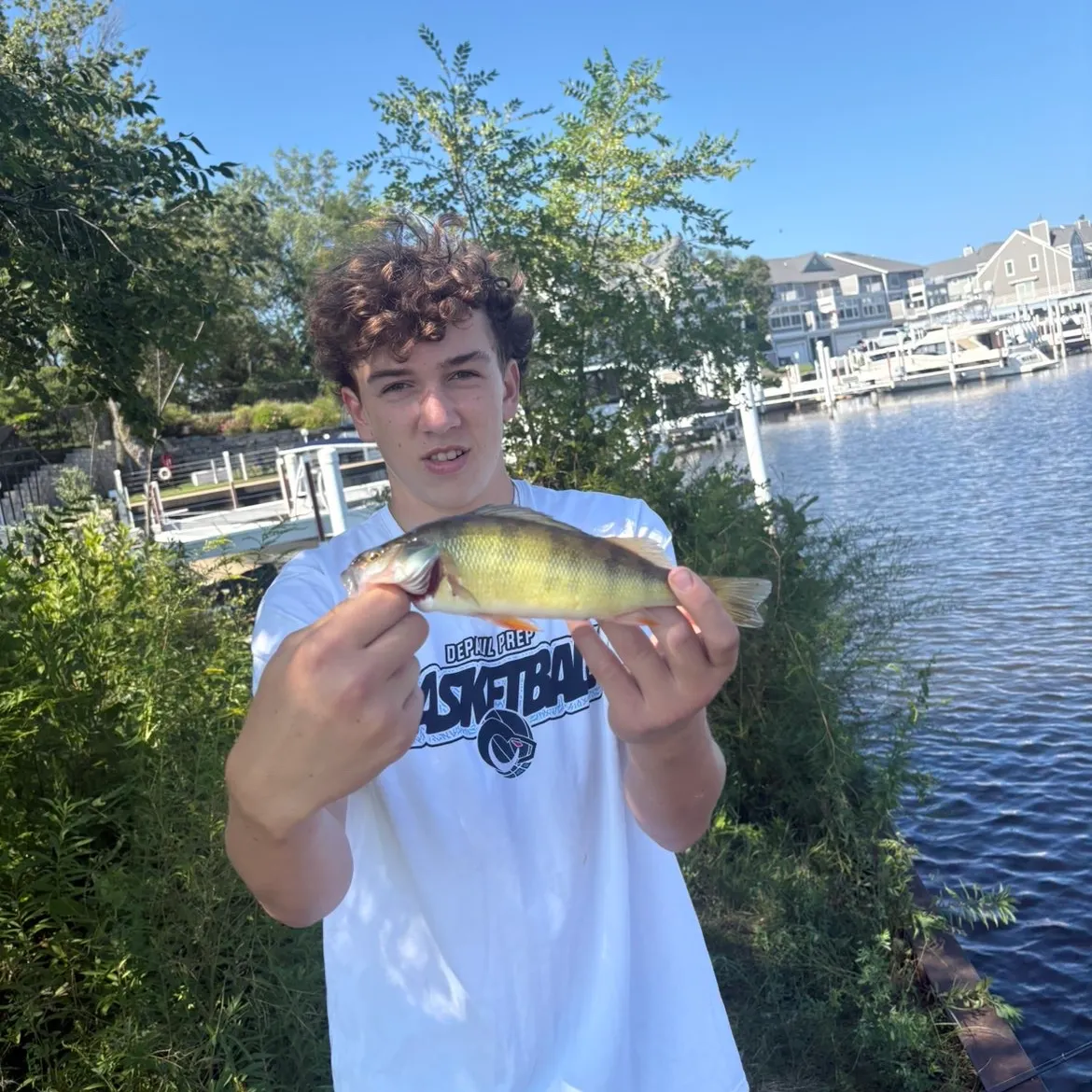 Yellow perch caught on Fishbrain