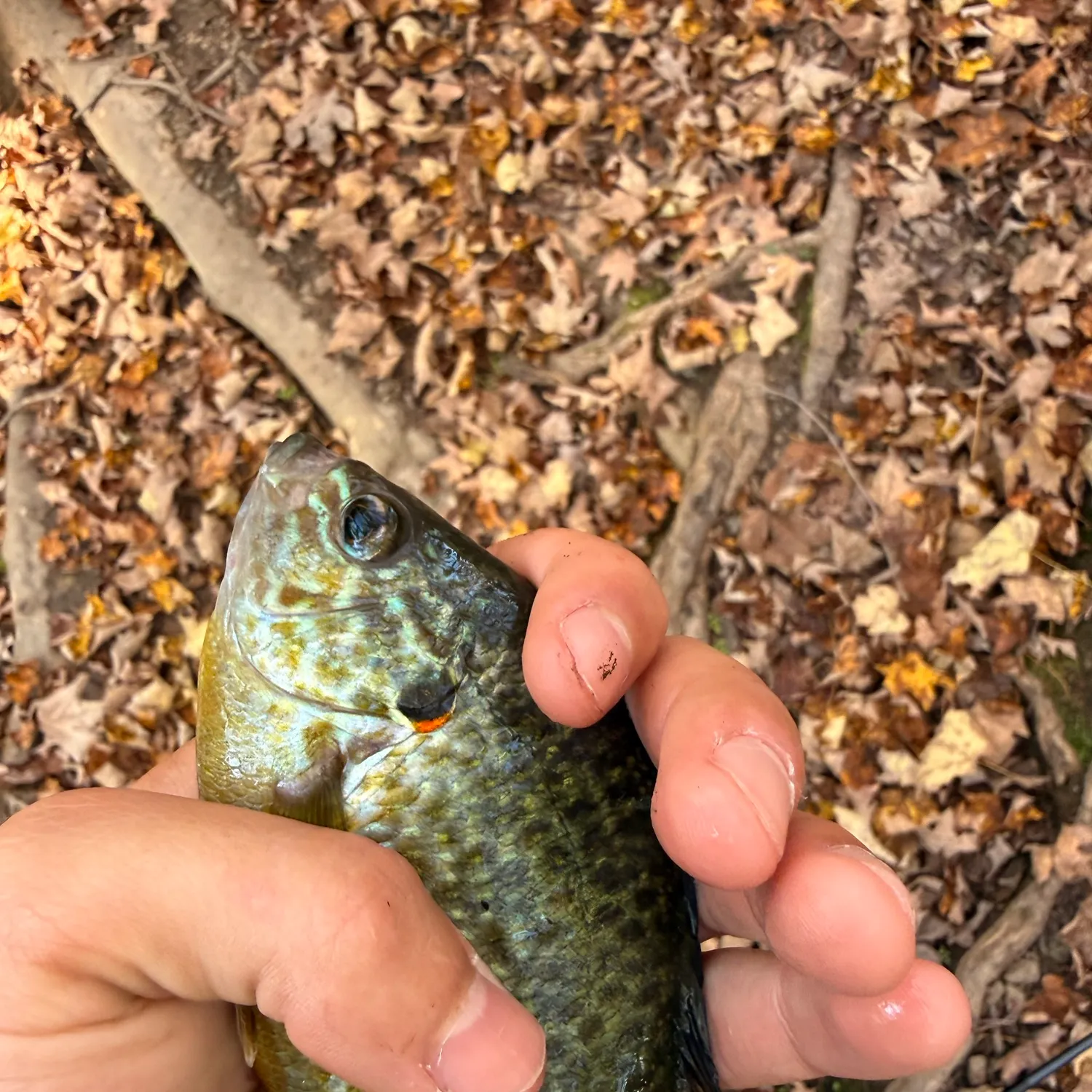 Pumpkinseed caught on Fishbrain