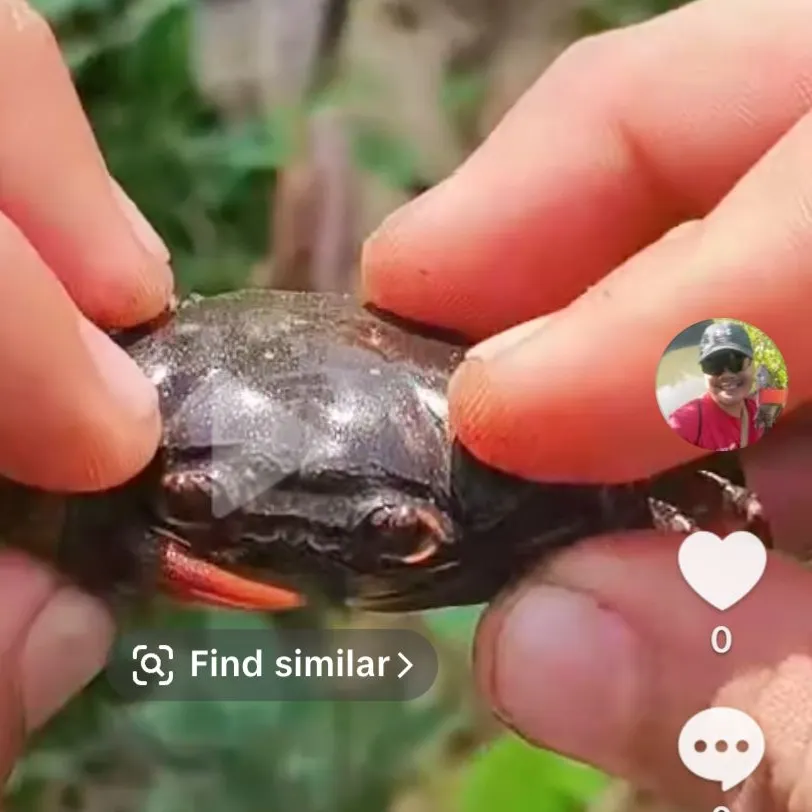 The most recent Blue land crab catches on Fishbrain