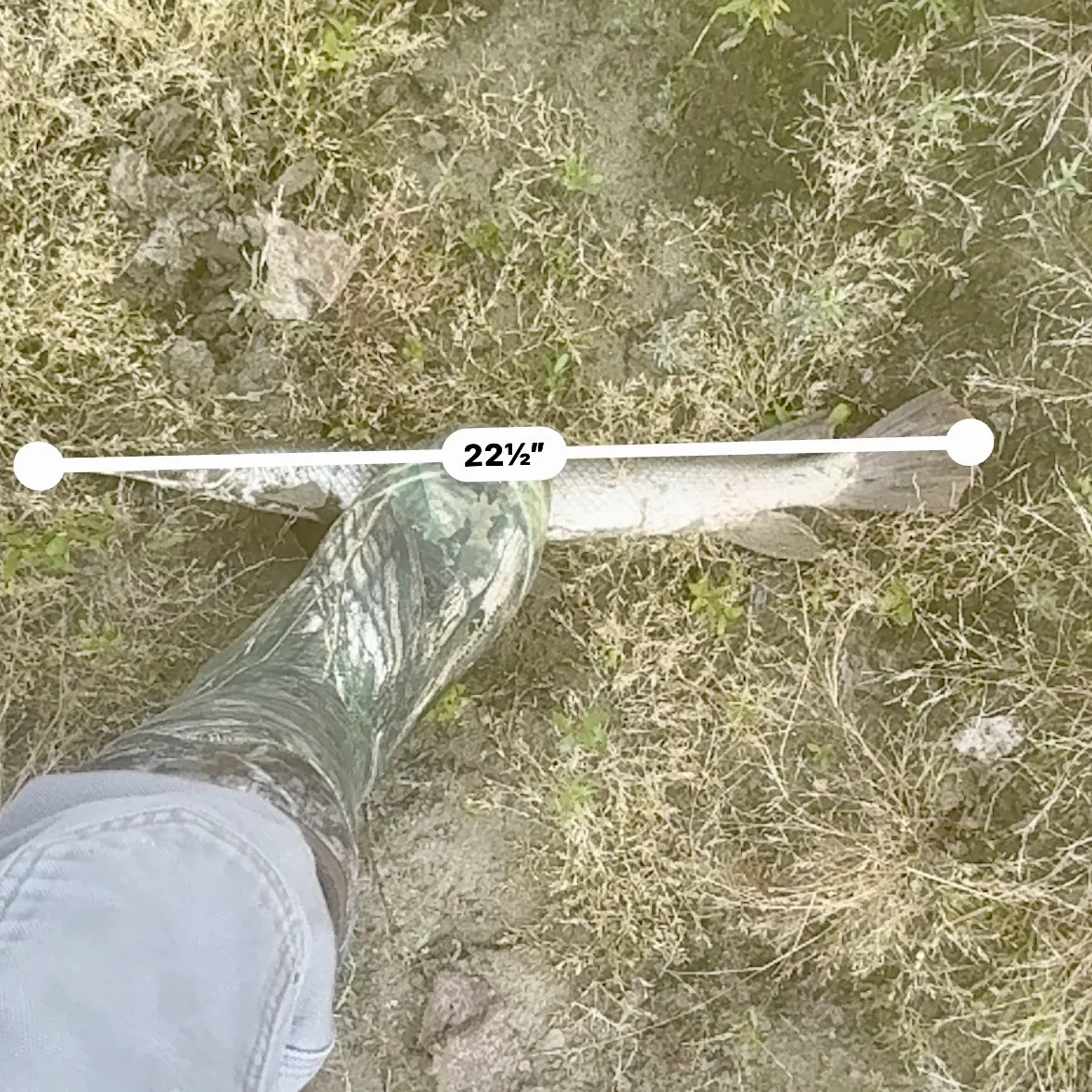 Shortnose gar caught on Fishbrain