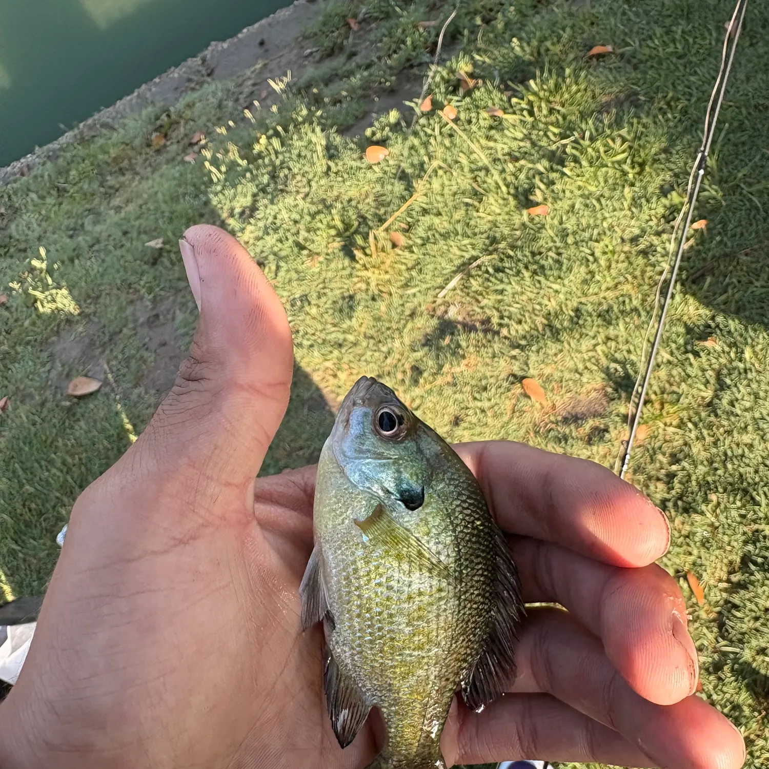 Bluegill caught on Fishbrain