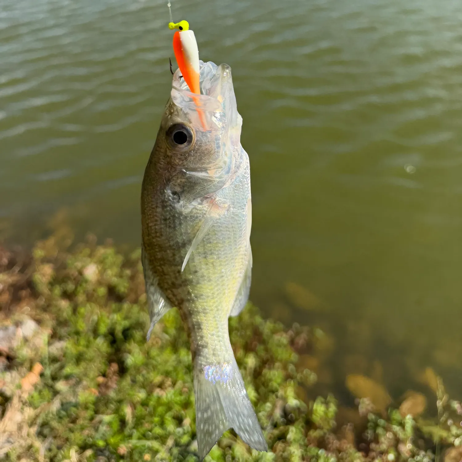 White crappie caught on Fishbrain
