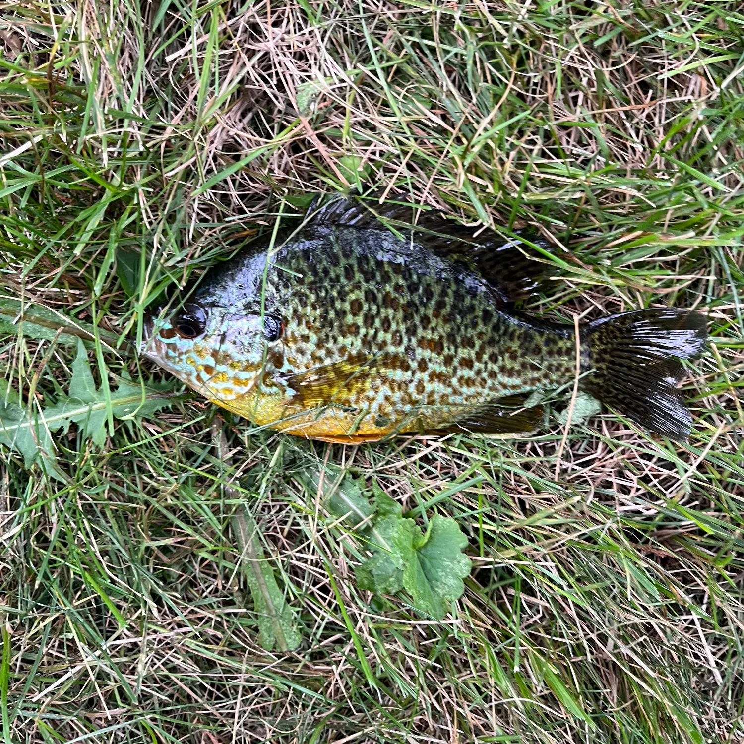 Redear sunfish caught on Fishbrain