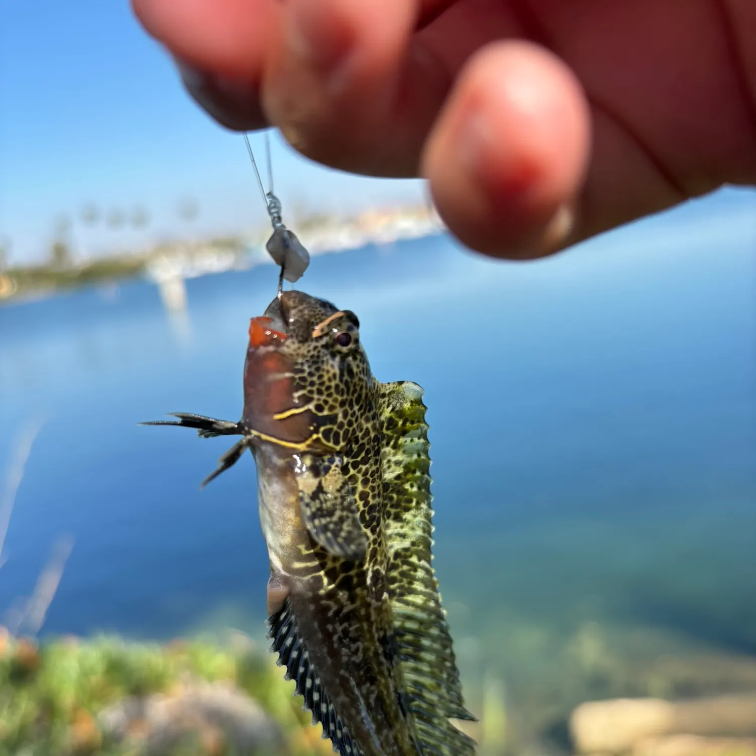 The most recent Bay blenny catches on Fishbrain
