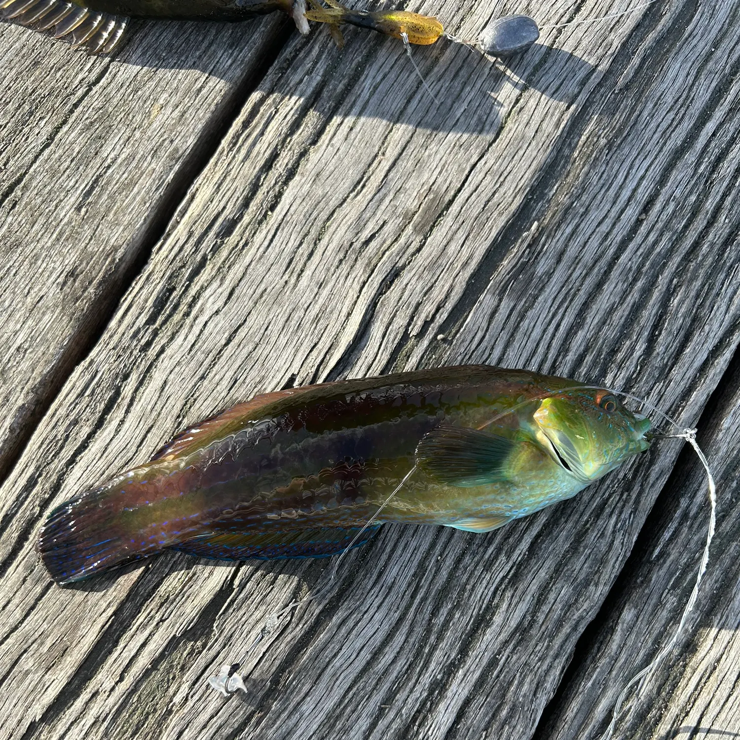The most recent Patrician wrasse catches on Fishbrain