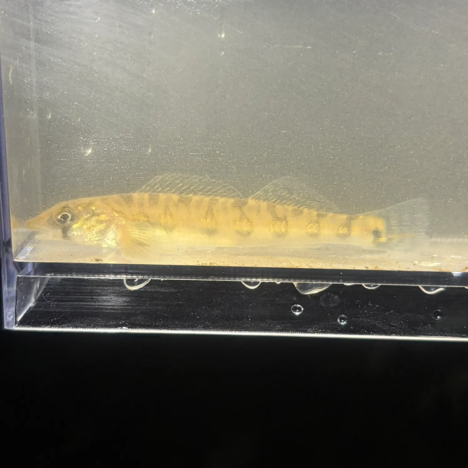 The most recent Gulf logperch catches on Fishbrain