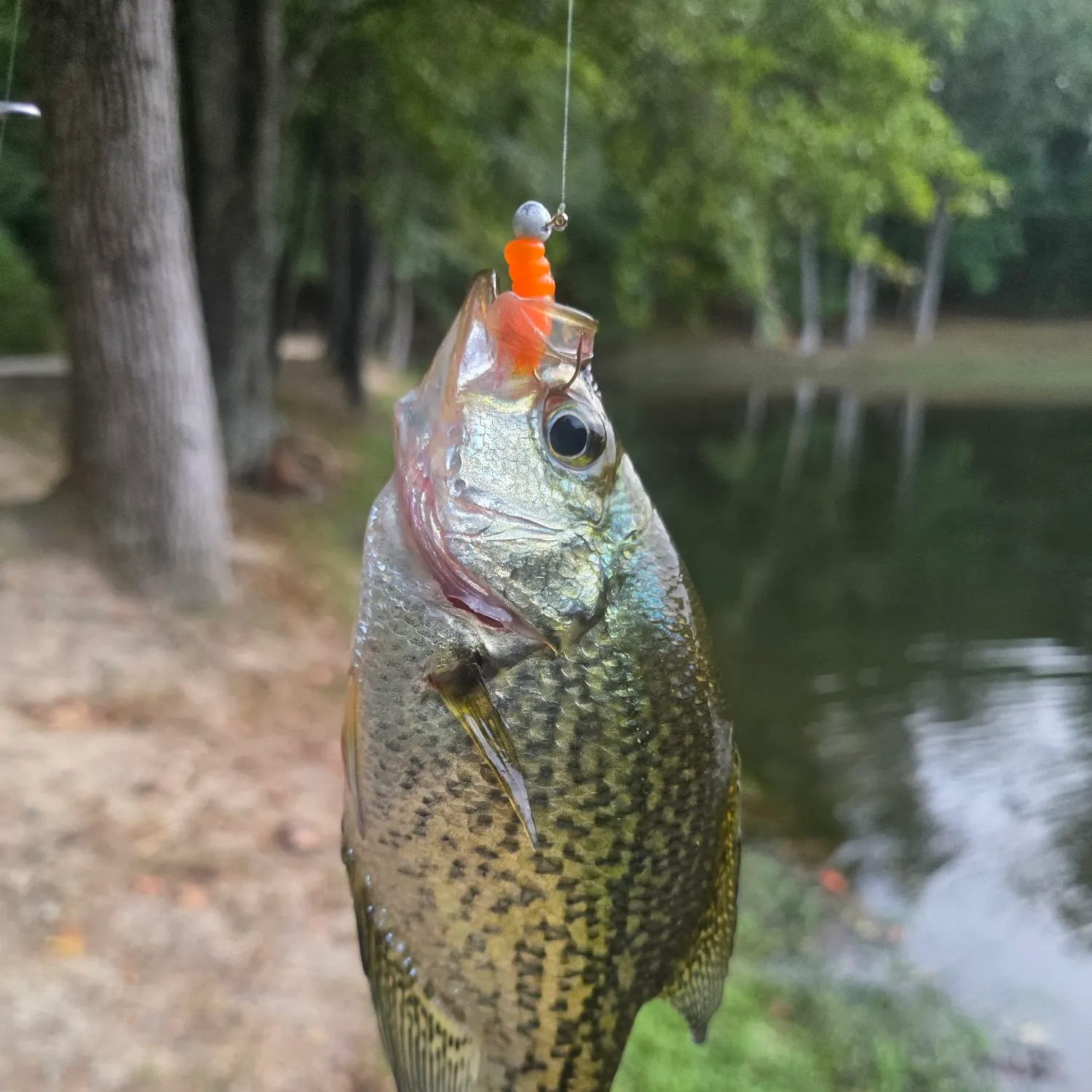 Black crappie caught on Fishbrain