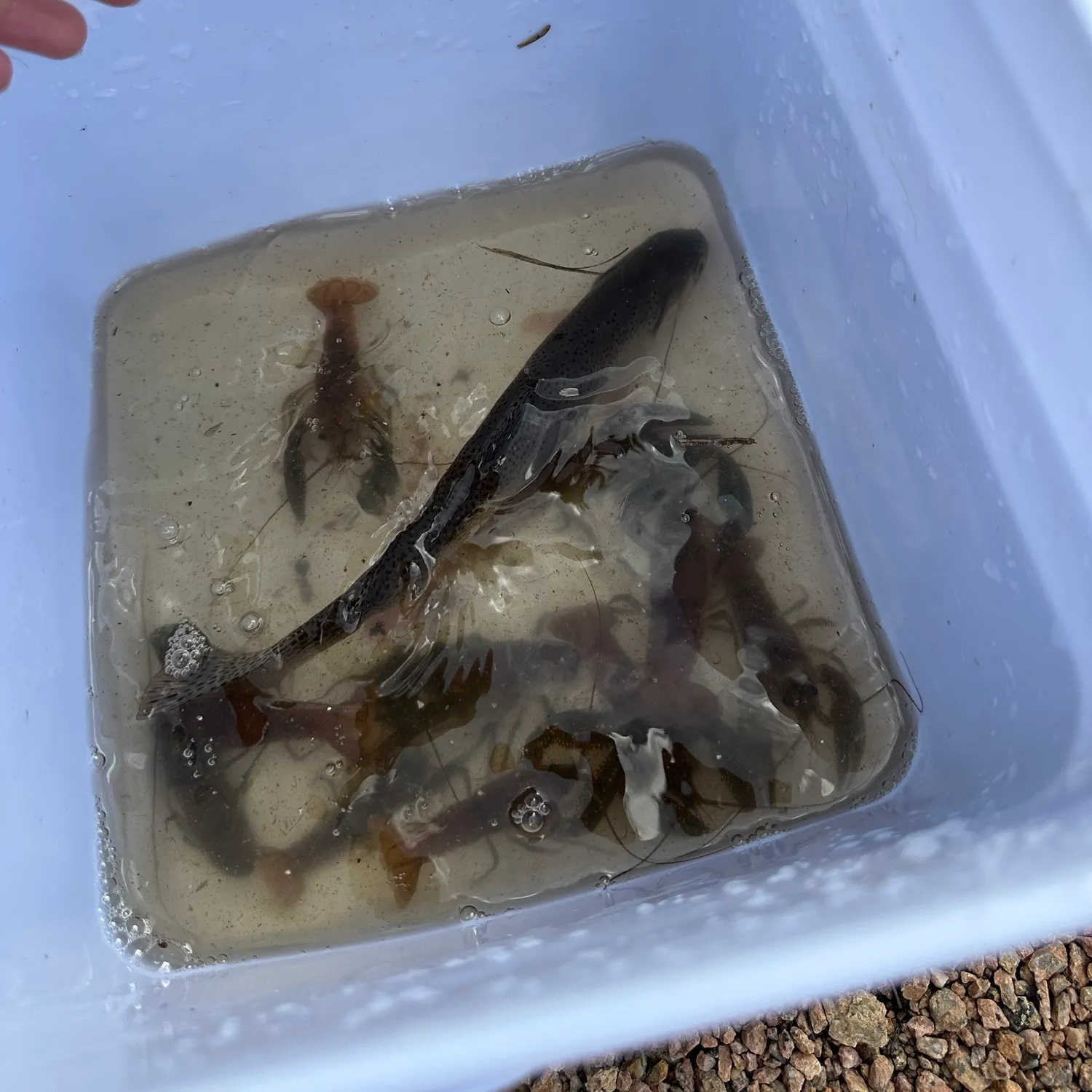 White sucker caught on Fishbrain