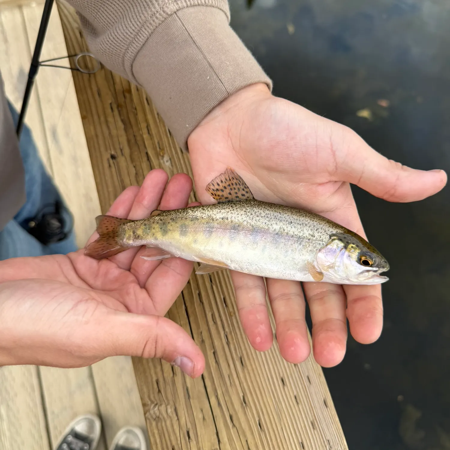 Cutbow caught on Fishbrain