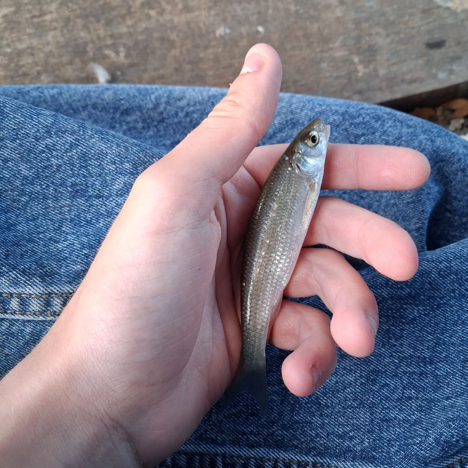 Common dace caught on Fishbrain