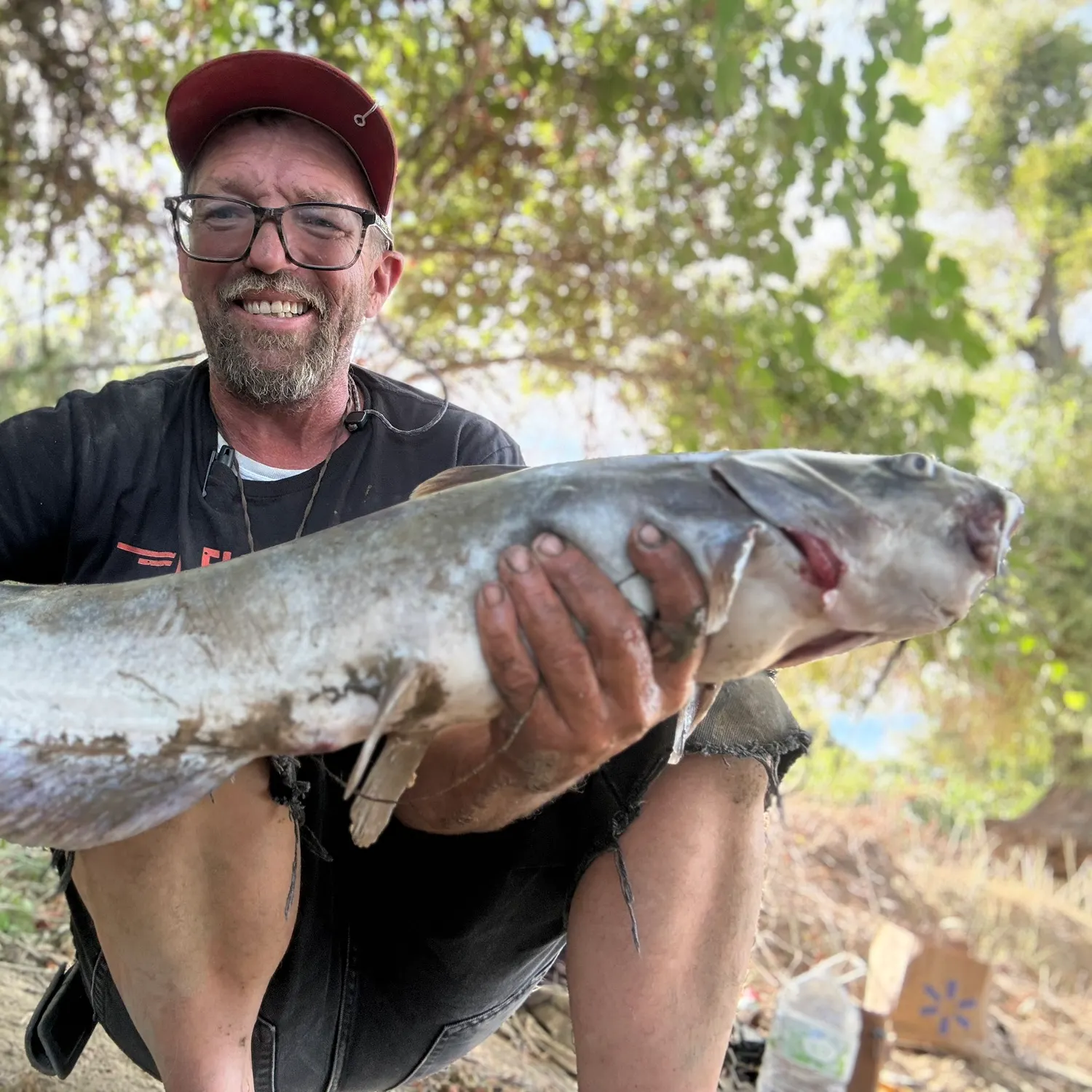 Channel catfish caught on Fishbrain
