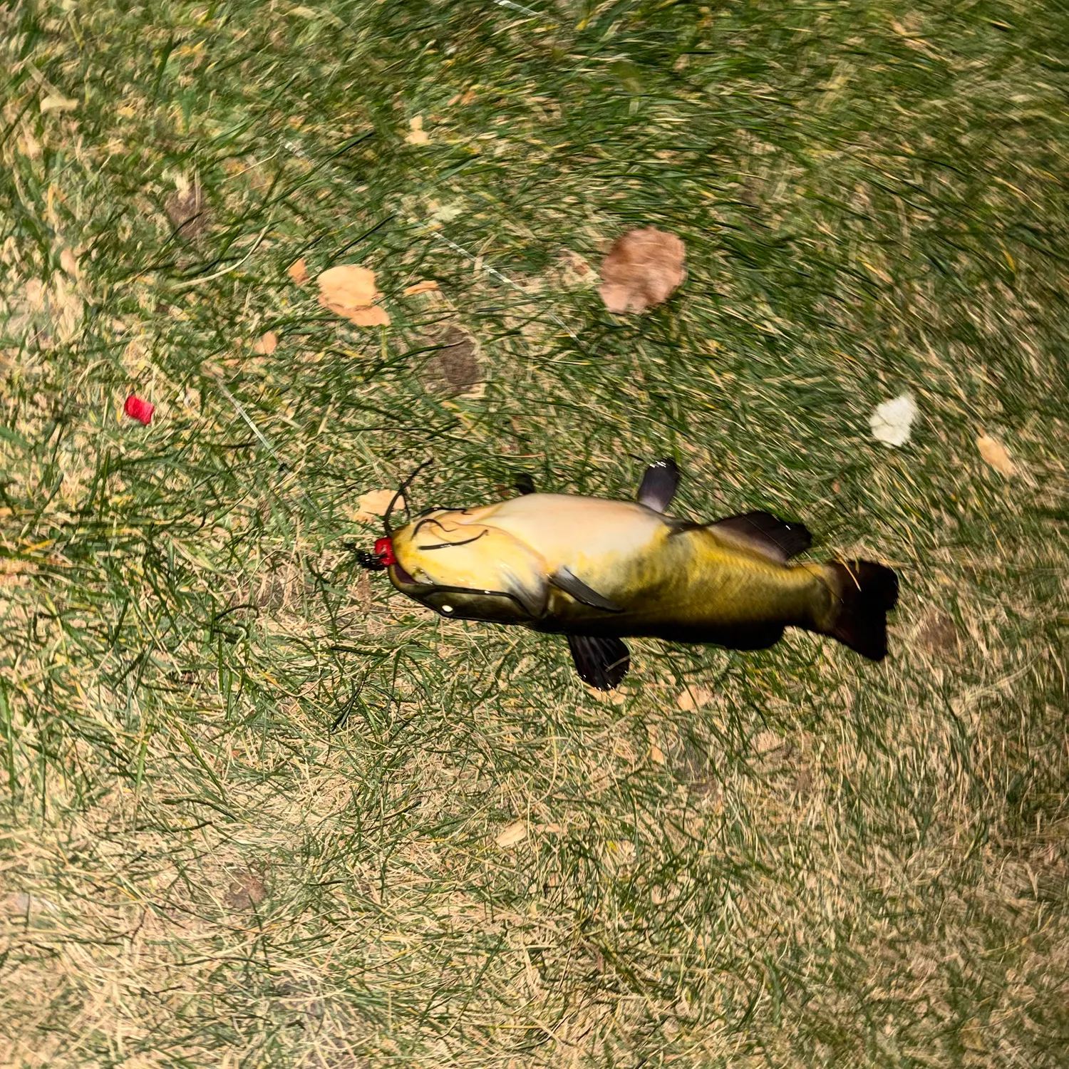 Fish caught on Fishbrain