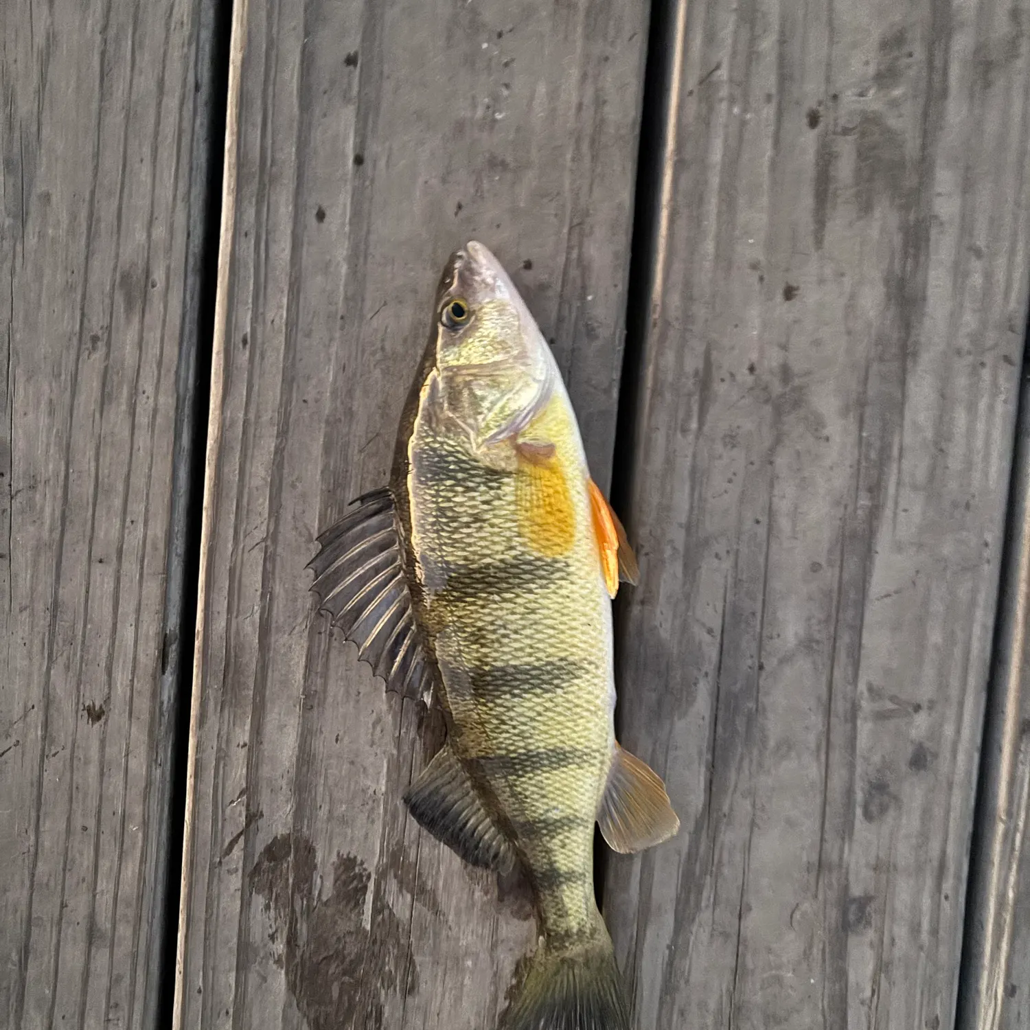 Yellow perch caught on Fishbrain