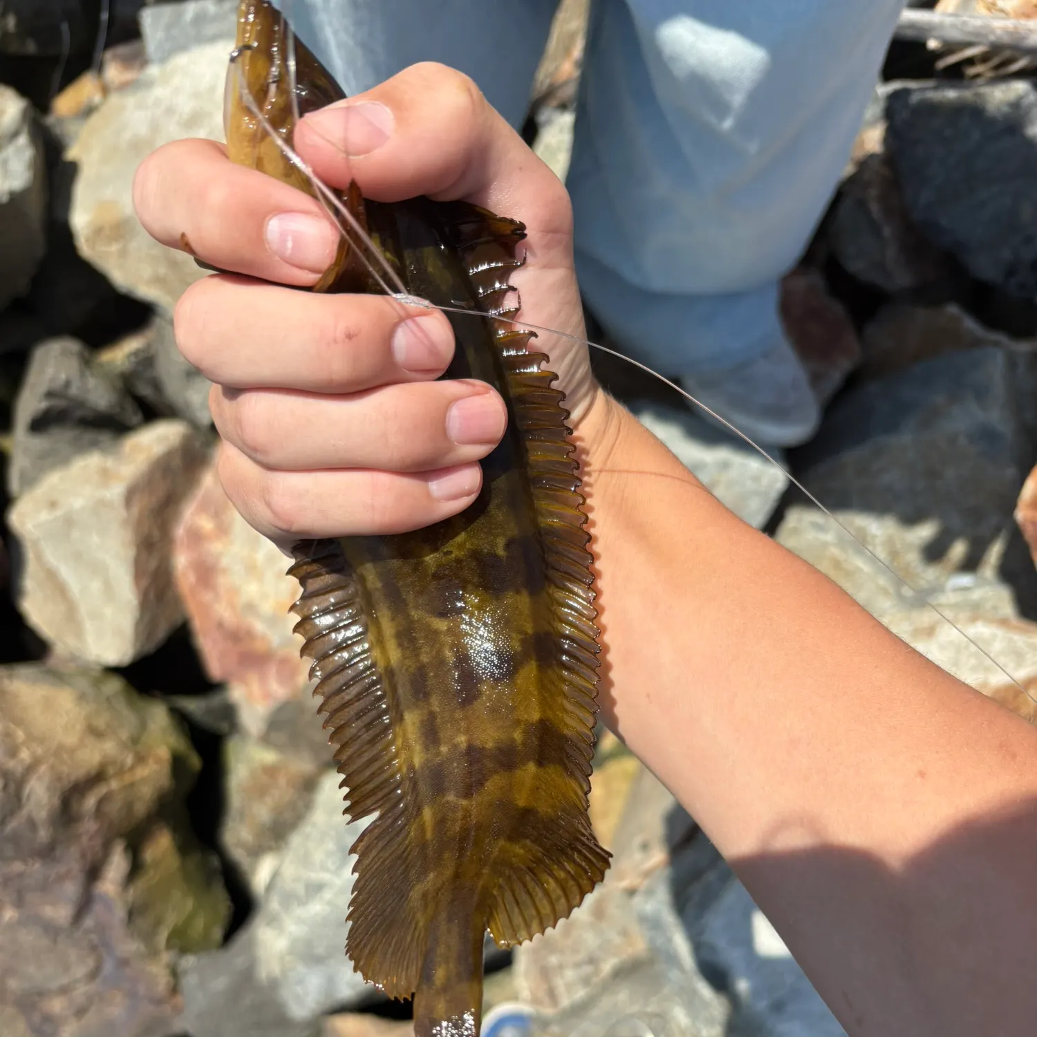 The most recent Spotted kelpfish catches on Fishbrain