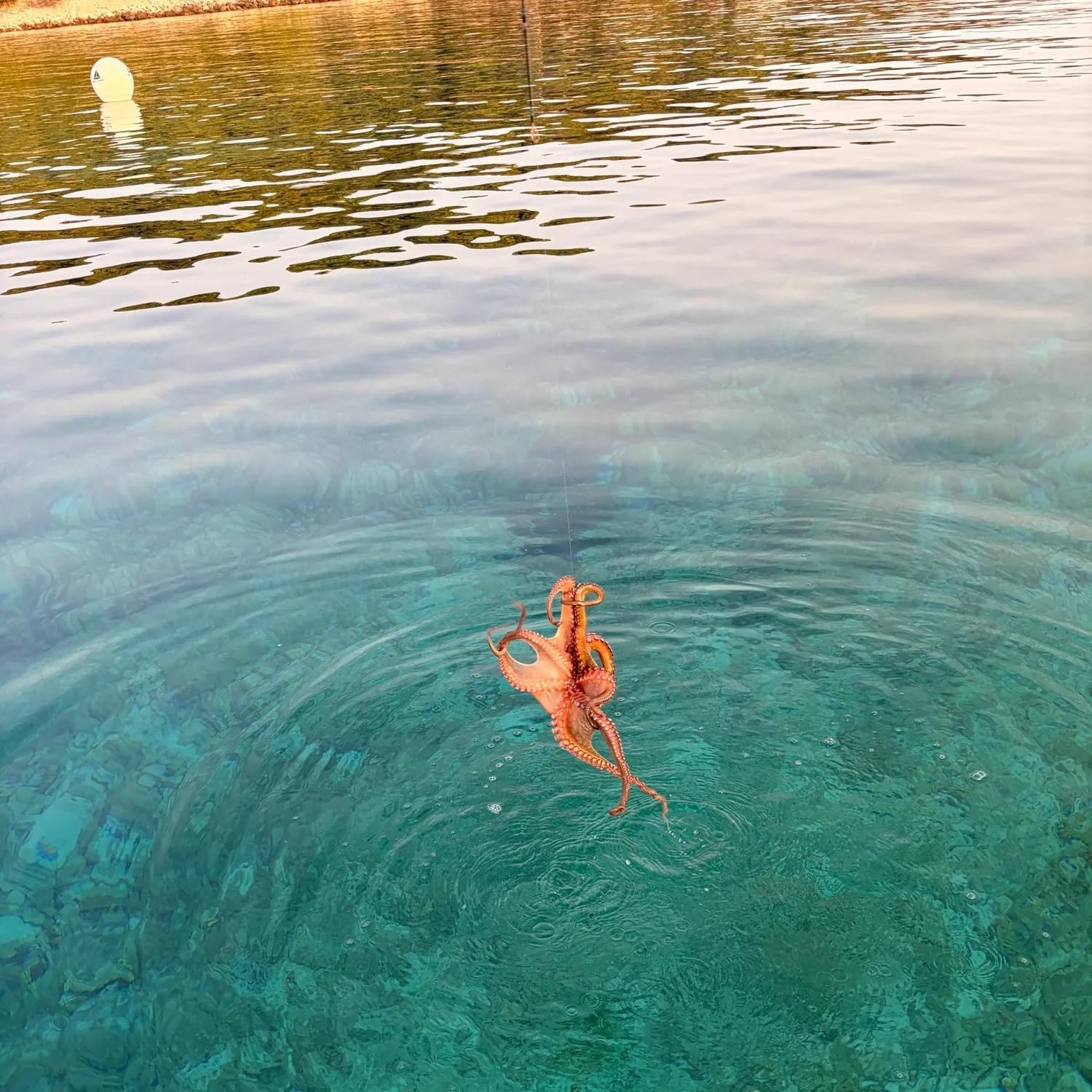 The most recent Common octopus catches on Fishbrain