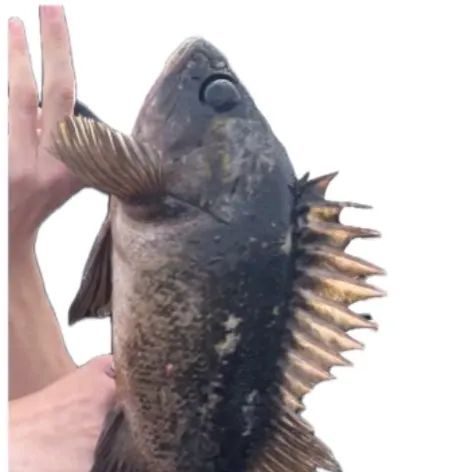 Copper rockfish caught on Fishbrain