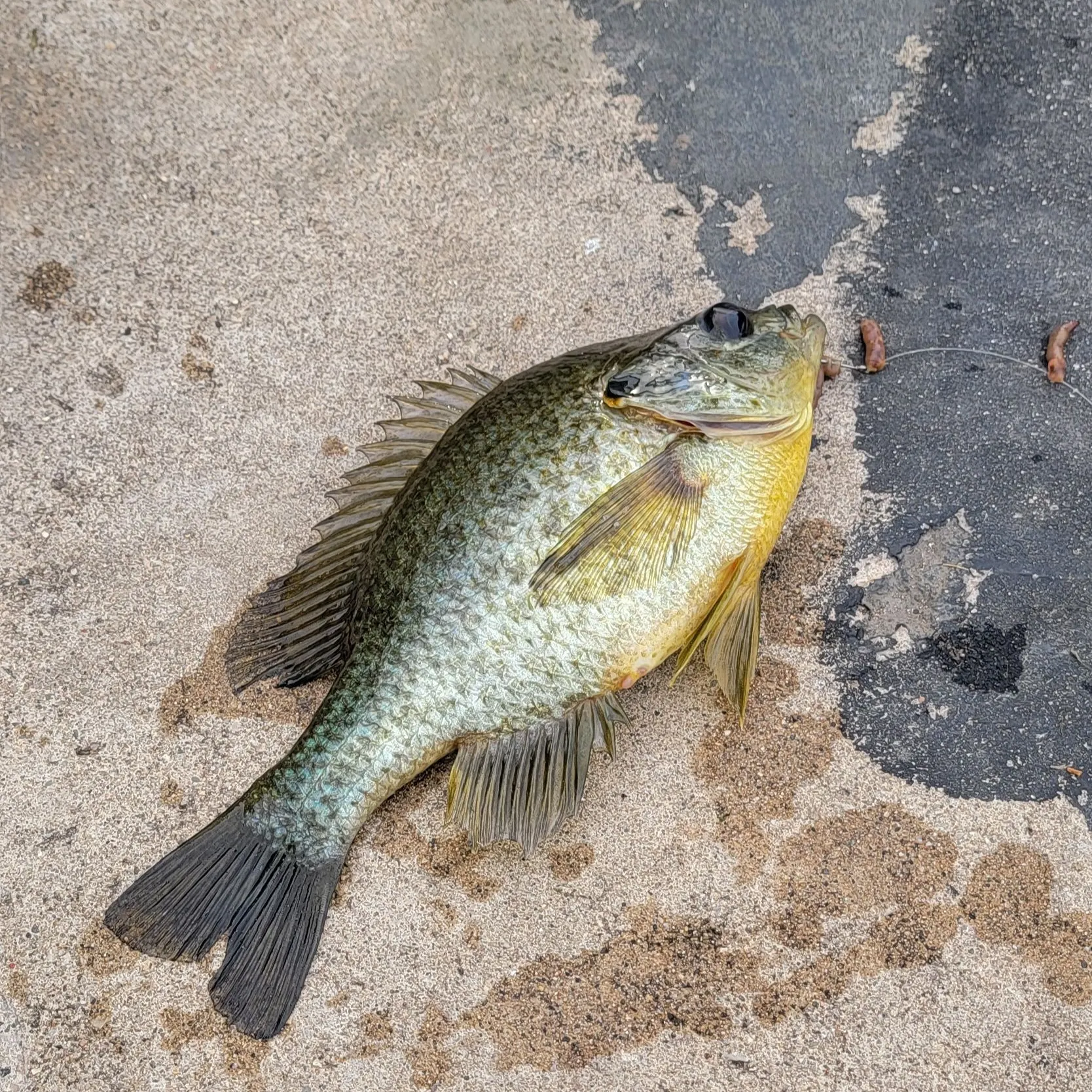 The most recent Greengill hybrid catches on Fishbrain