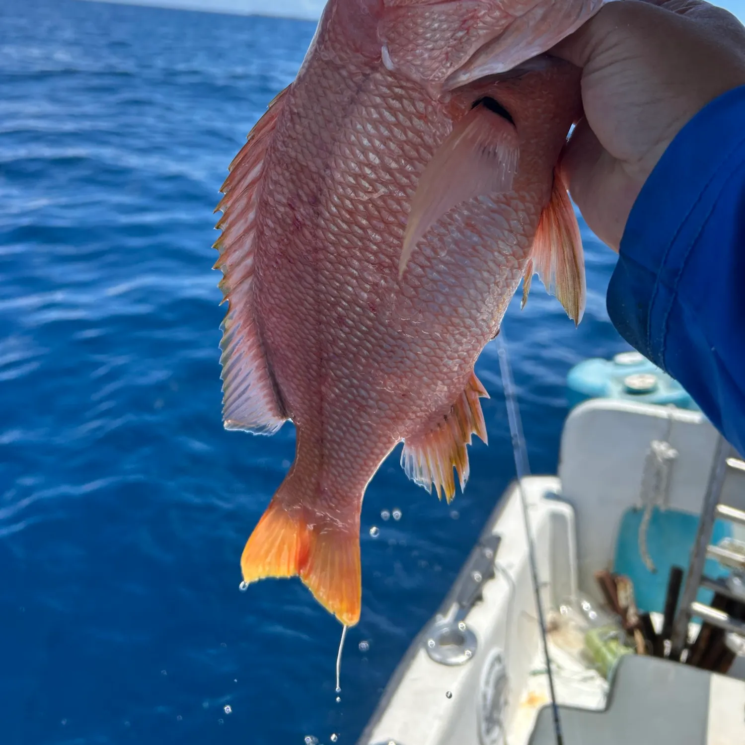 The most recent Blackfin snapper catches on Fishbrain