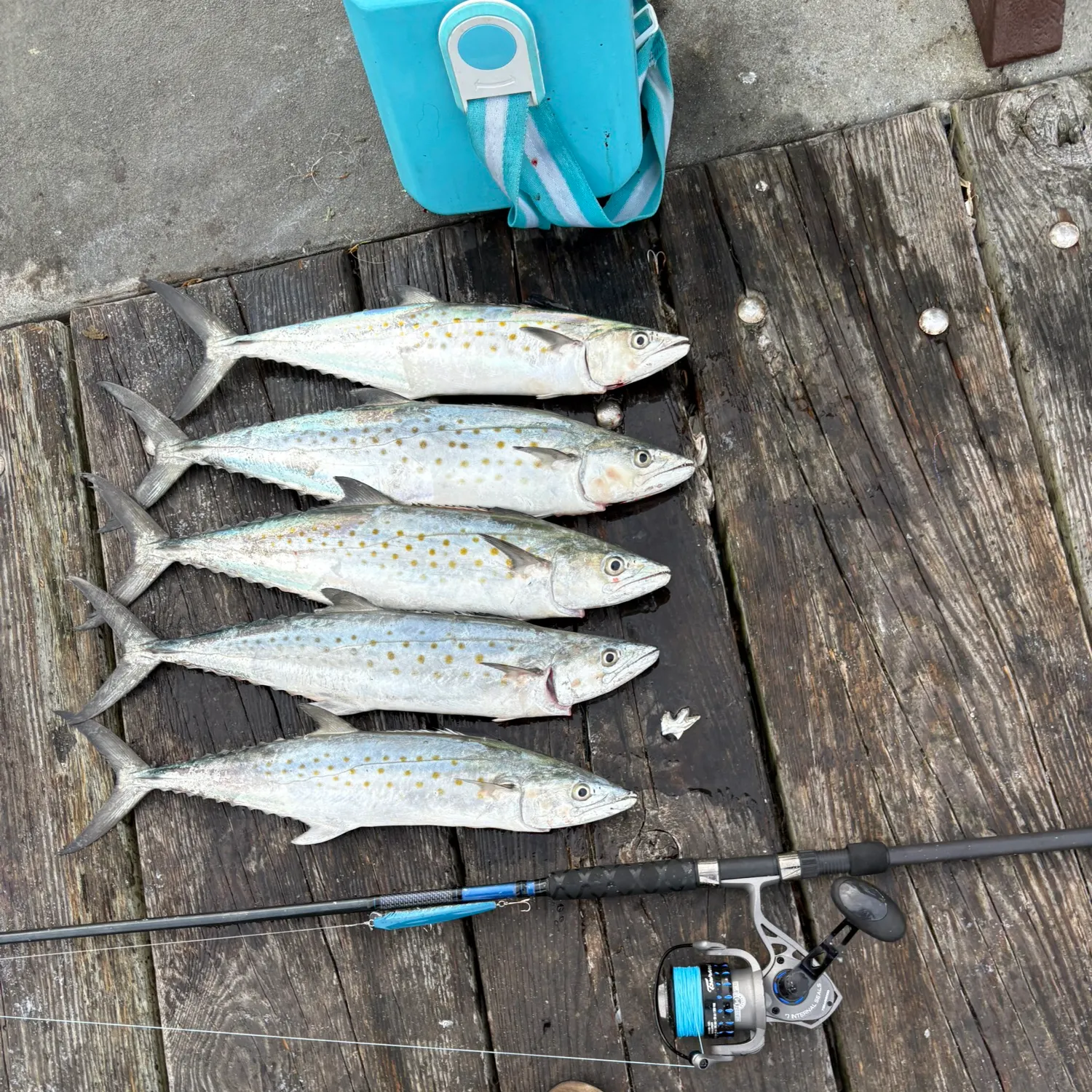 recently logged catches