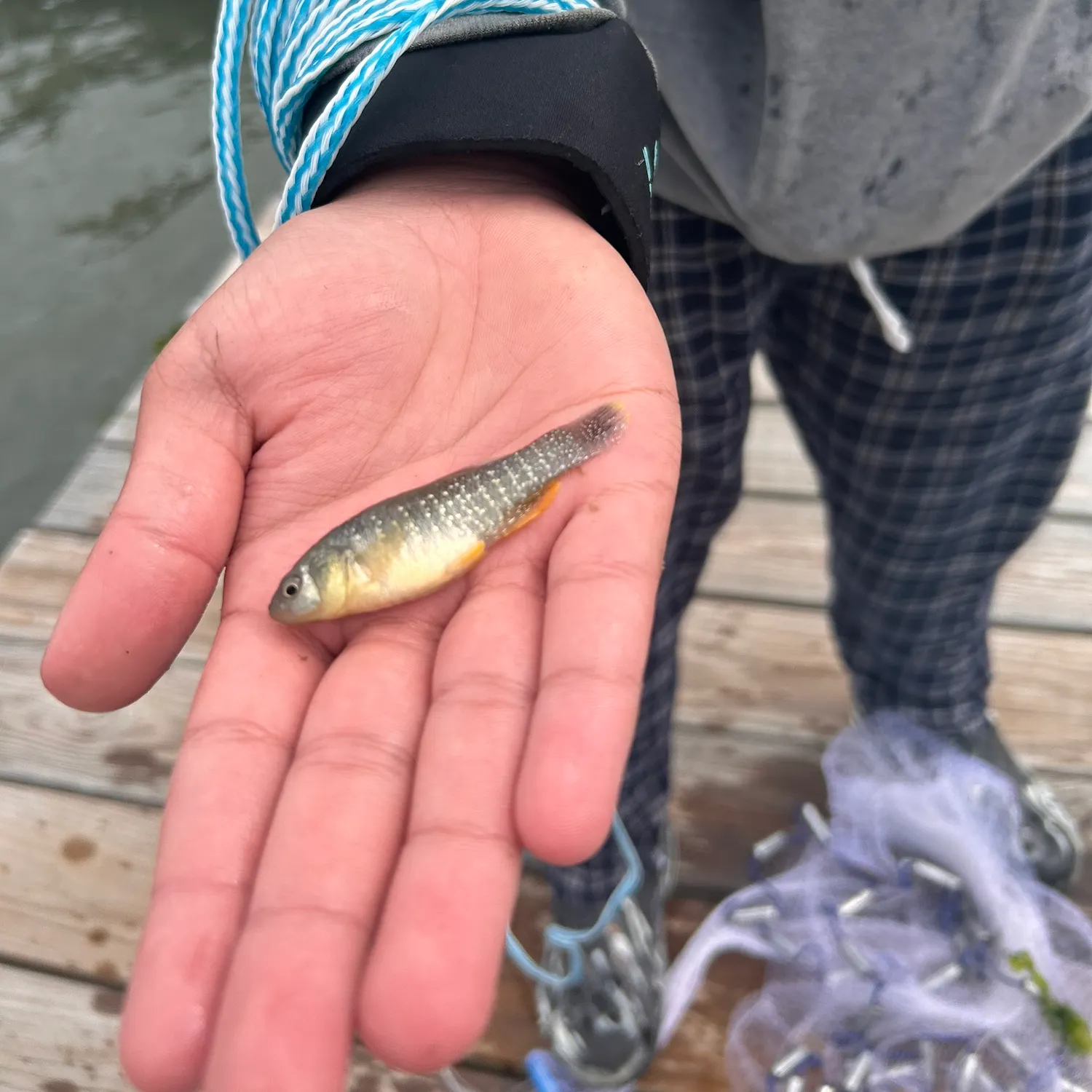 The most recent Mummichog catches on Fishbrain