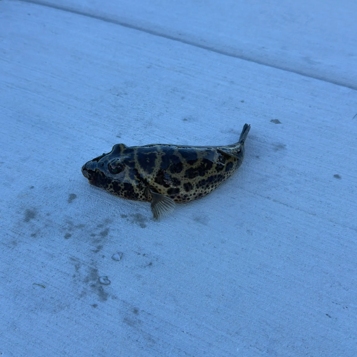 The most recent Checkered puffer catches on Fishbrain