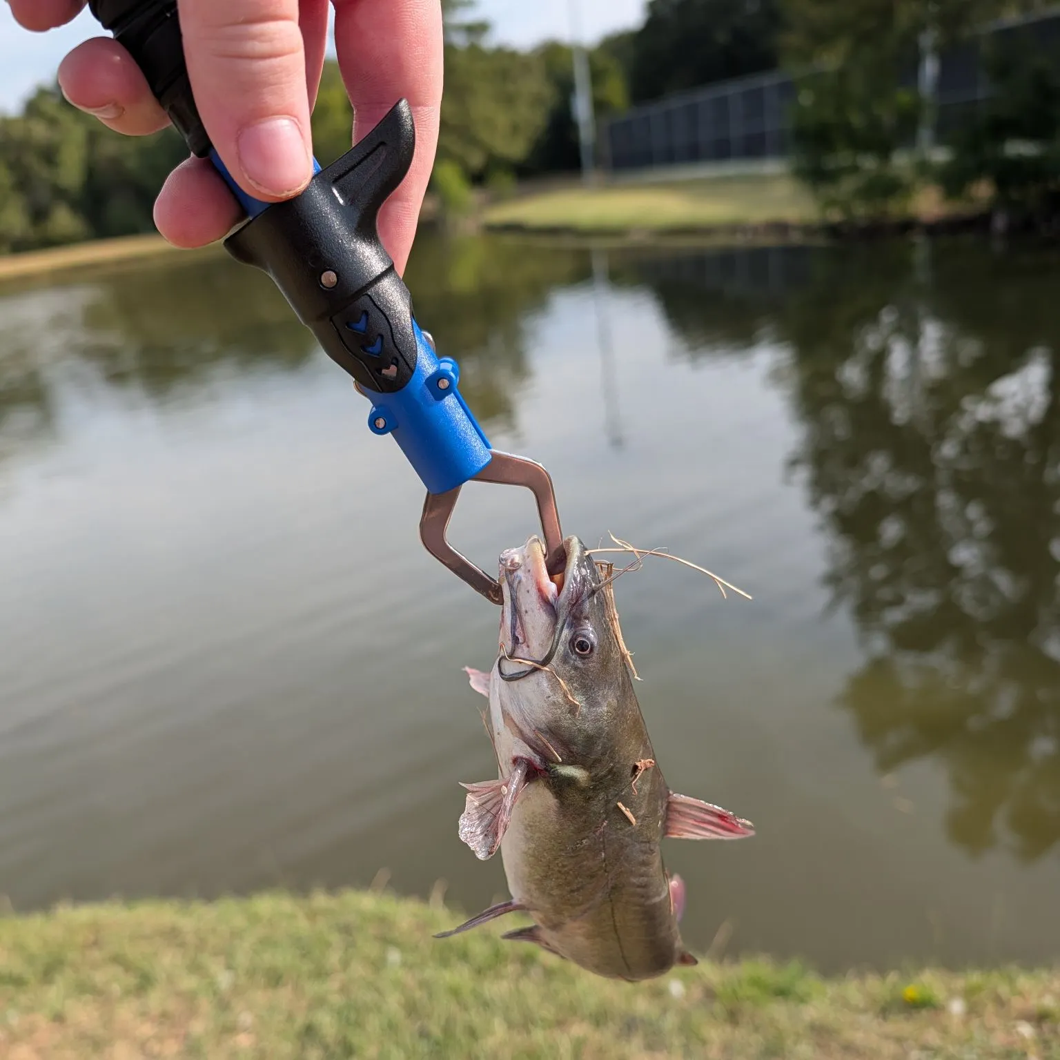 Yellow bullhead caught on Fishbrain