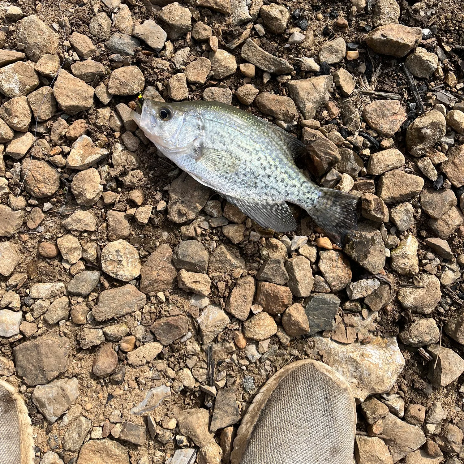 The most recent Black crappie catches on Fishbrain