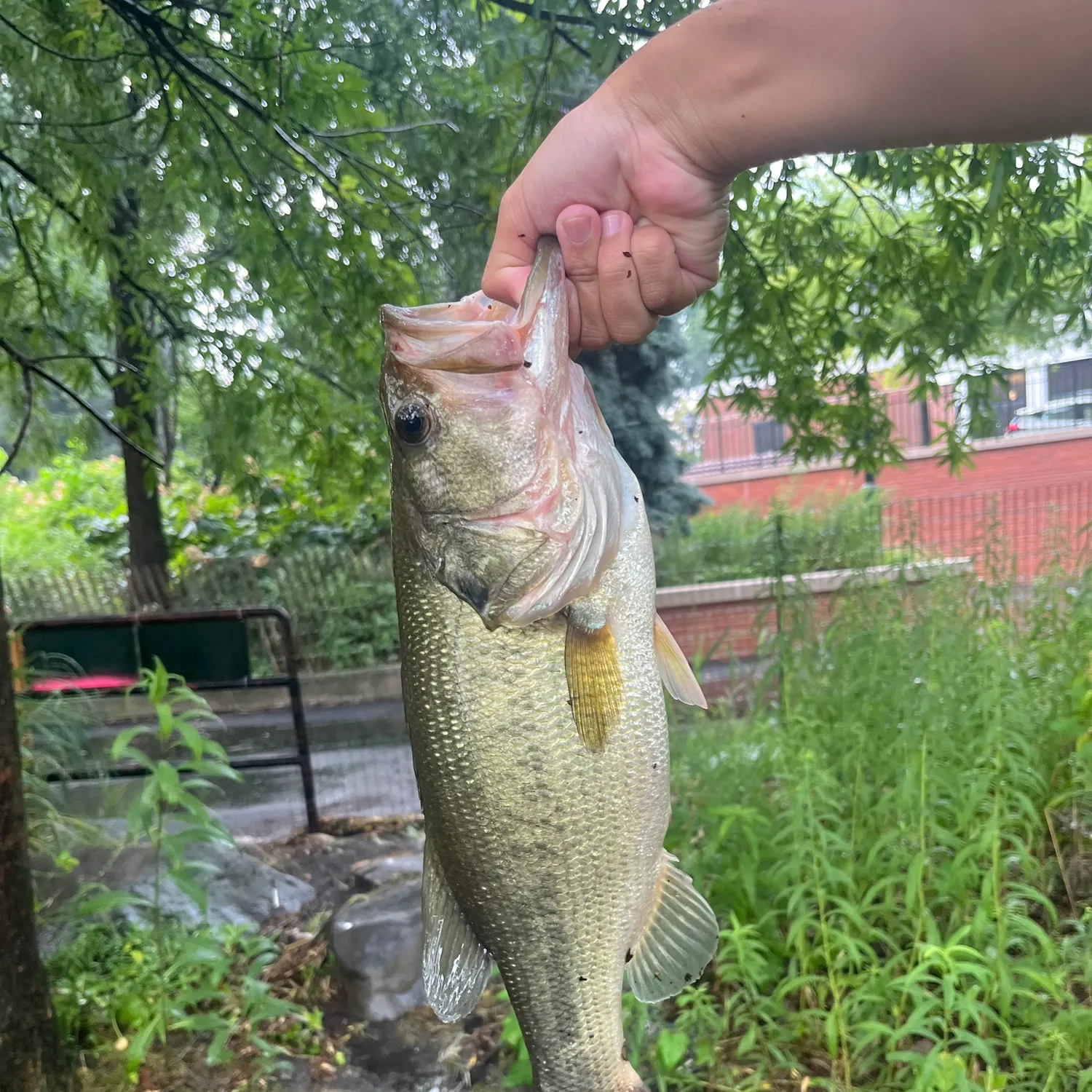 catch