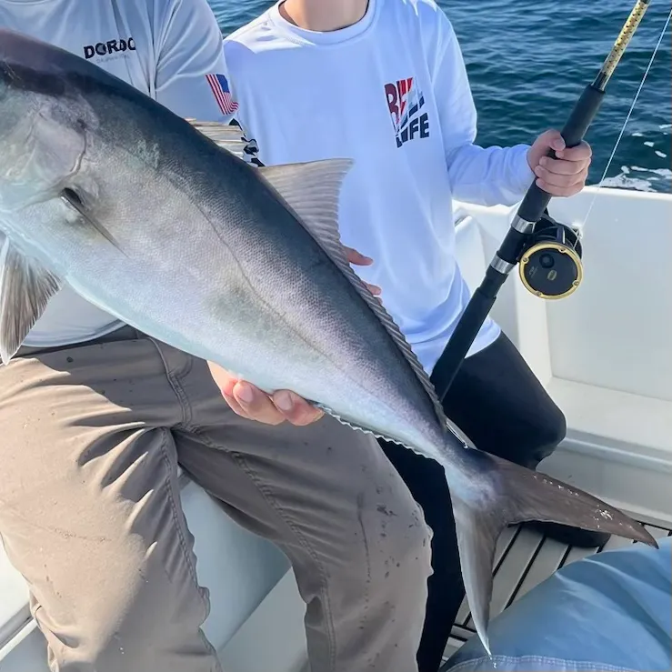 The most recent Greater amberjack catches on Fishbrain