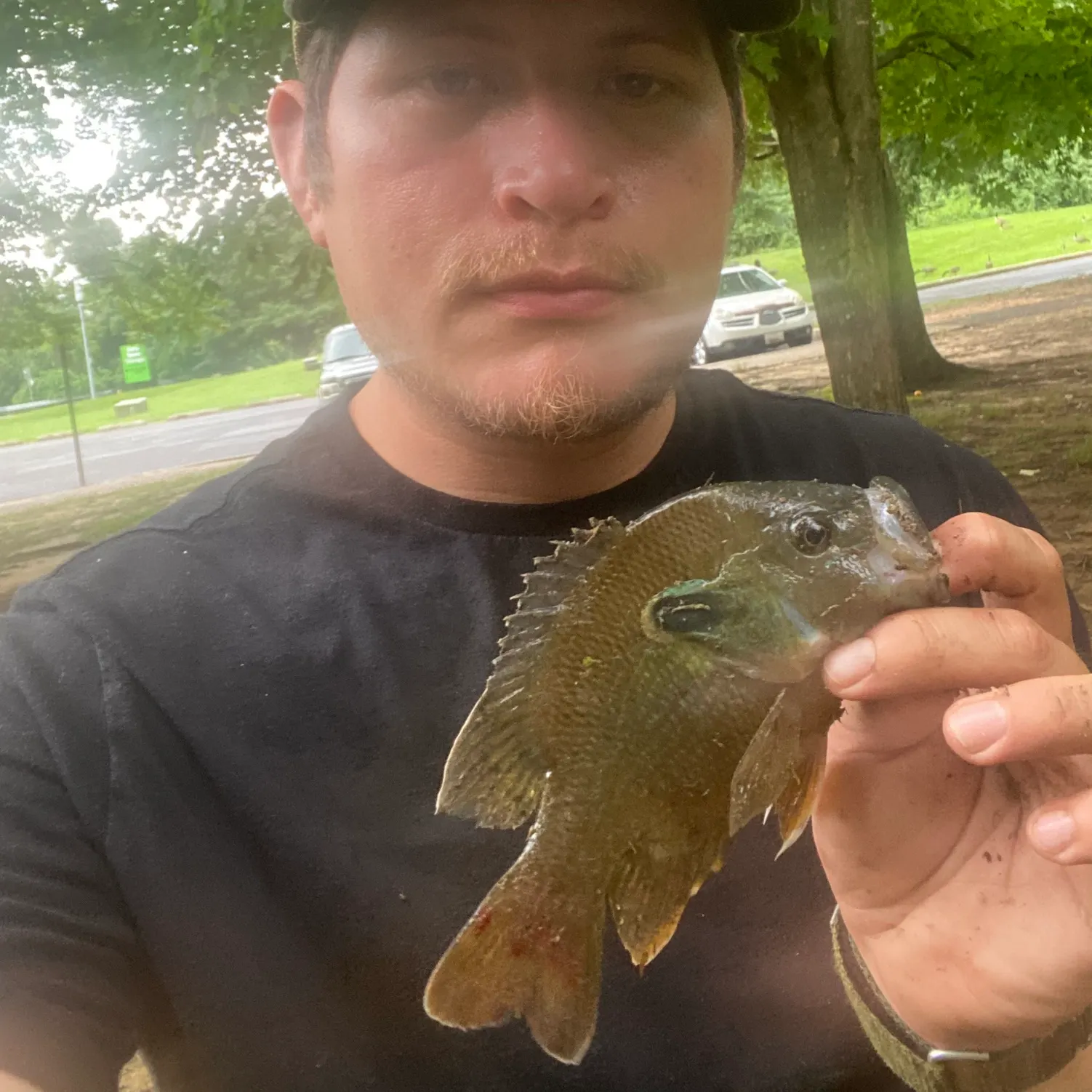 Green sunfish caught on Fishbrain