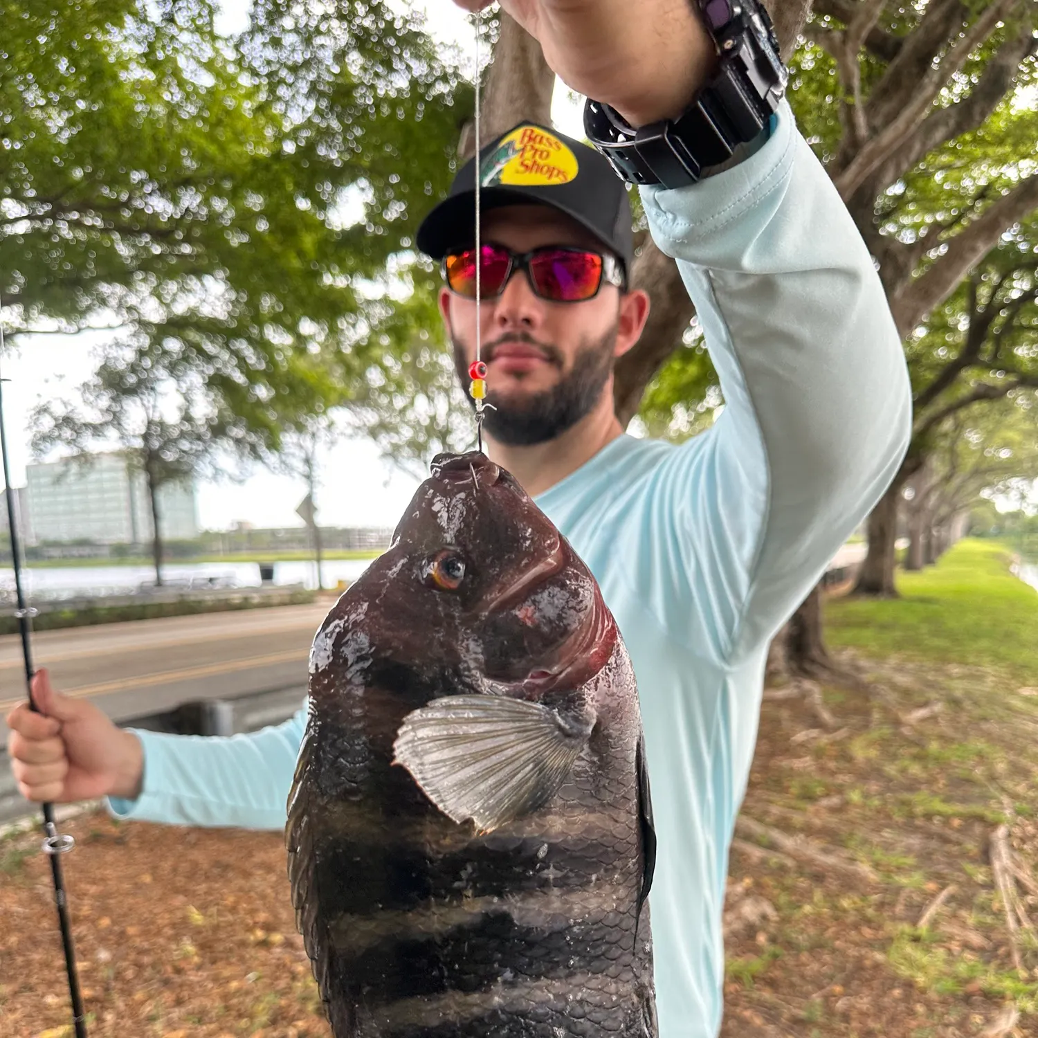 The most recent Zebra tilapia catches on Fishbrain