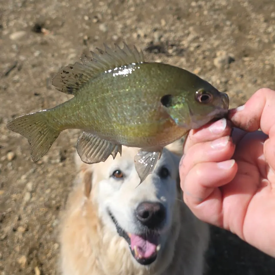 Bluegill caught on Fishbrain