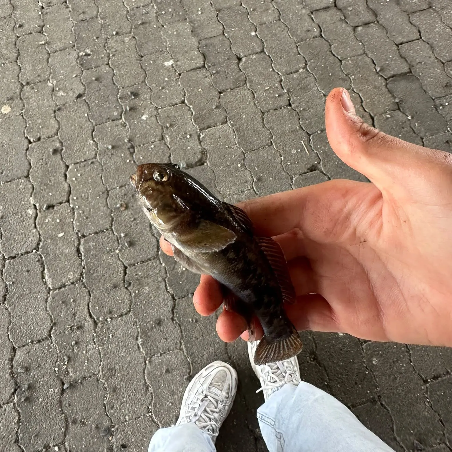 Whiting caught on Fishbrain