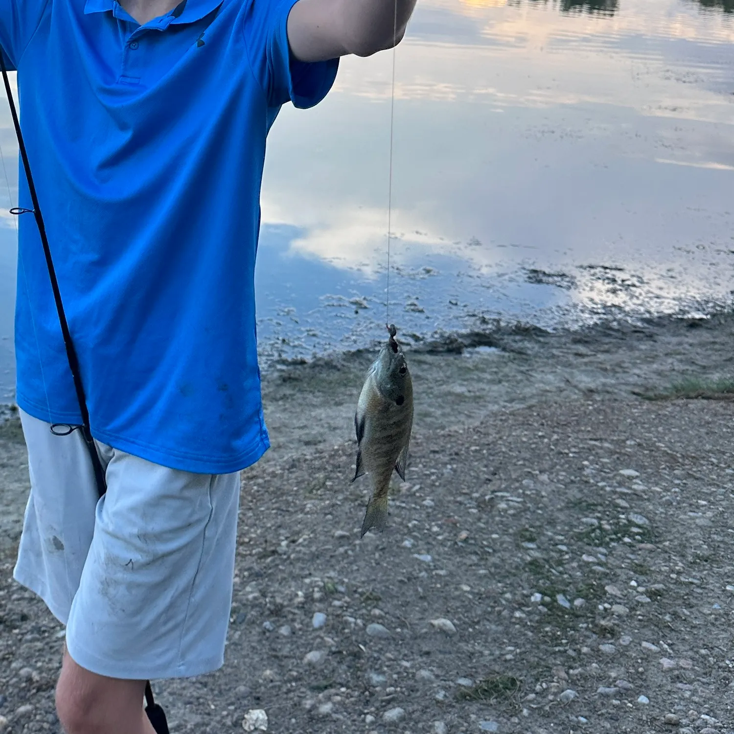 Bluegill caught on Fishbrain