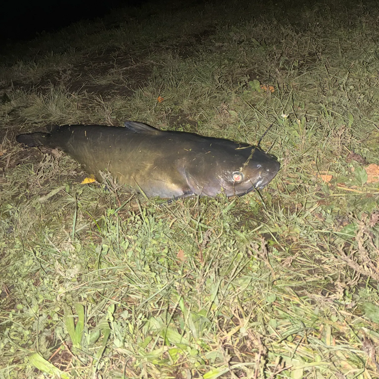 Fish caught on Fishbrain