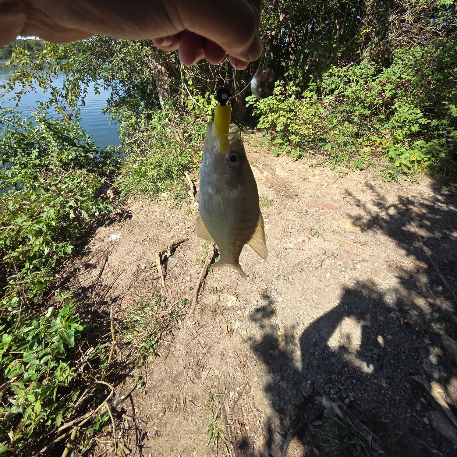 White crappie caught on Fishbrain